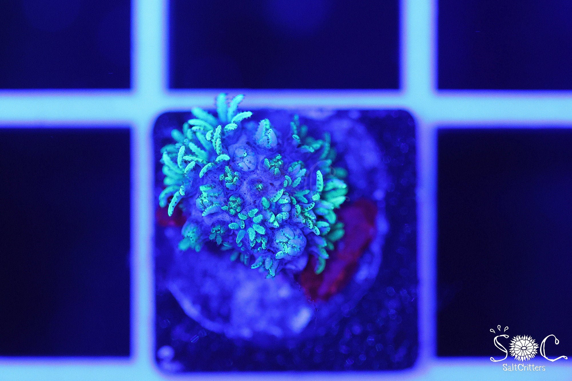 Sympodium Coral D117