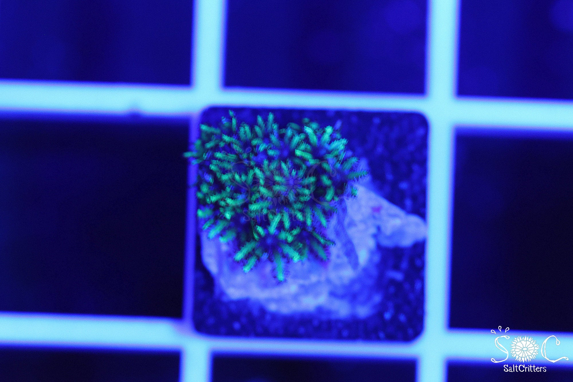 Sympodium Coral D232