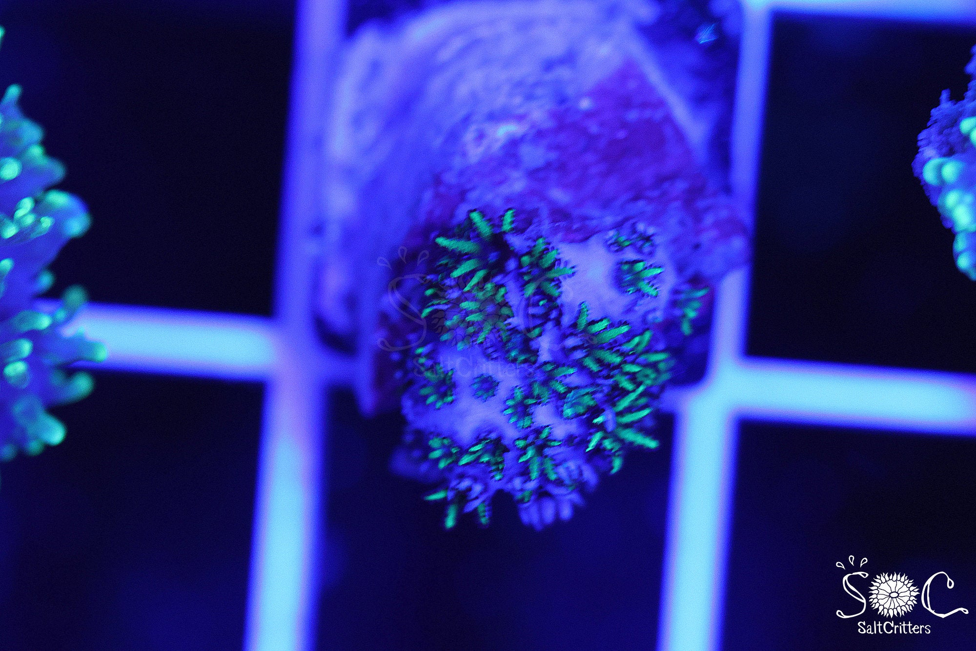 Sympodium Coral D24