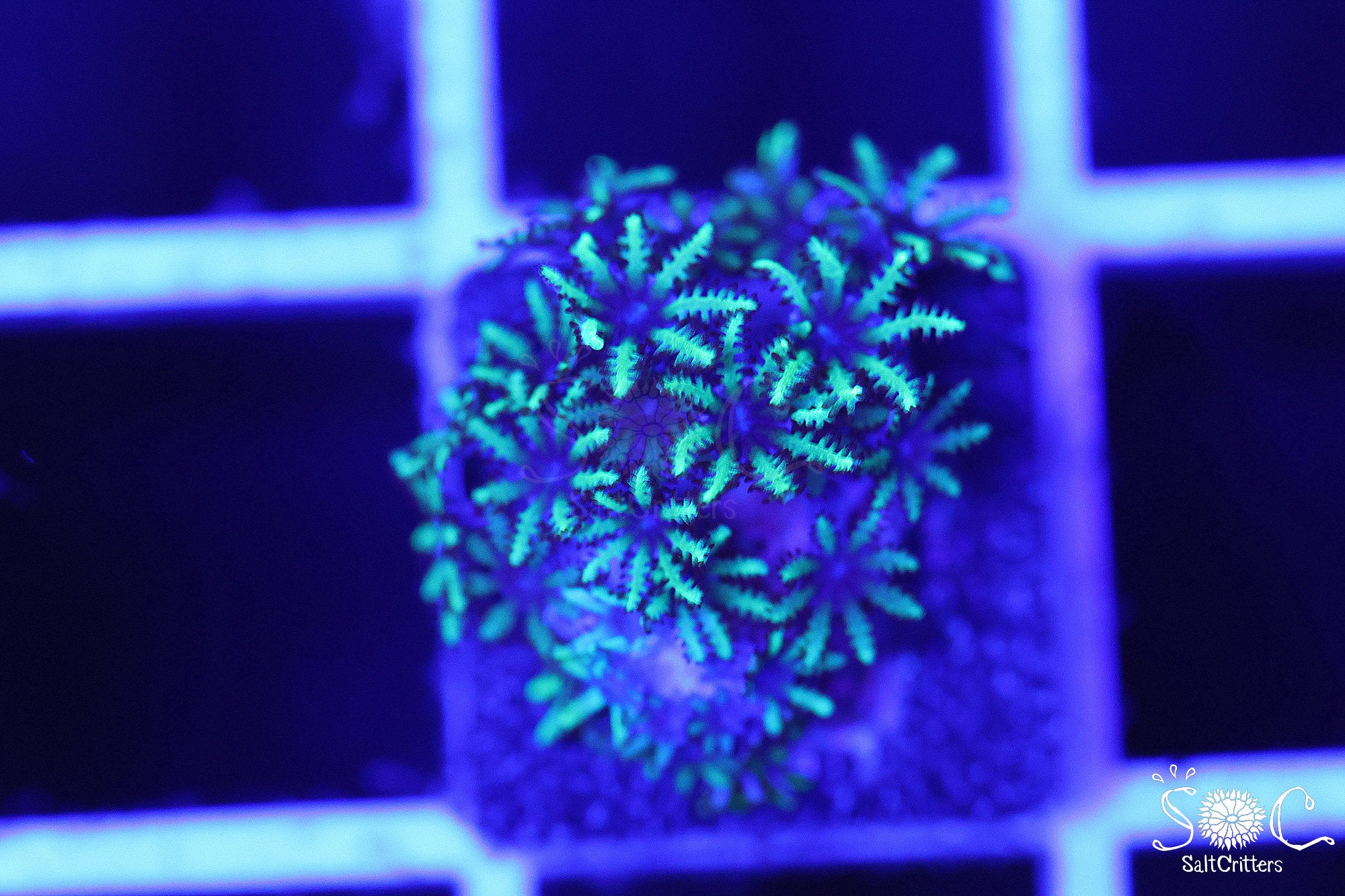 Sympodium Coral D291