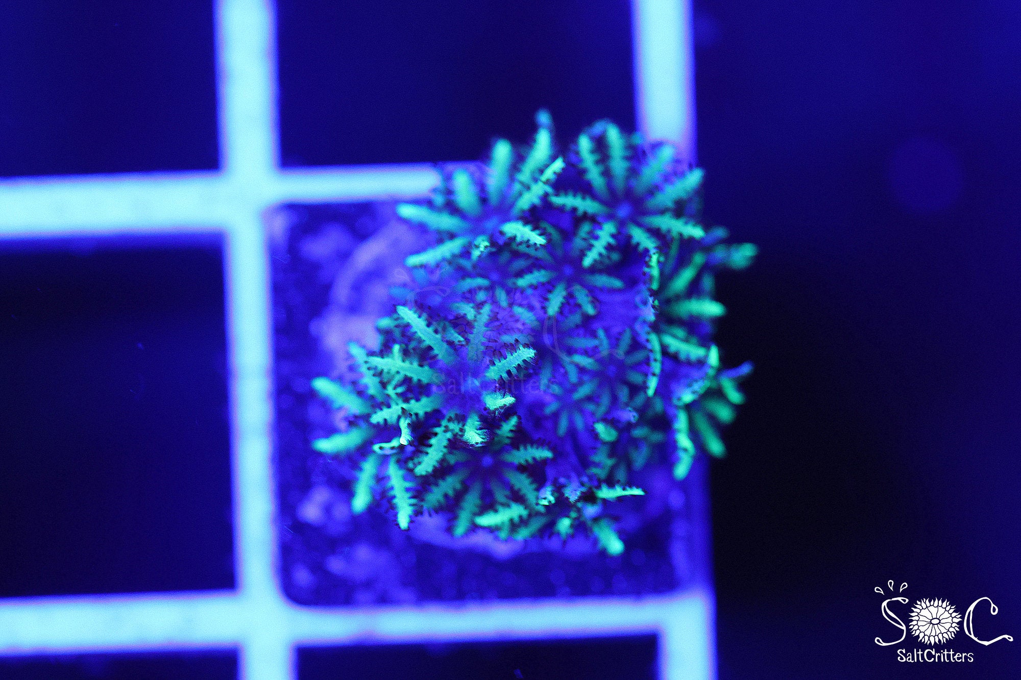 Sympodium Coral D293