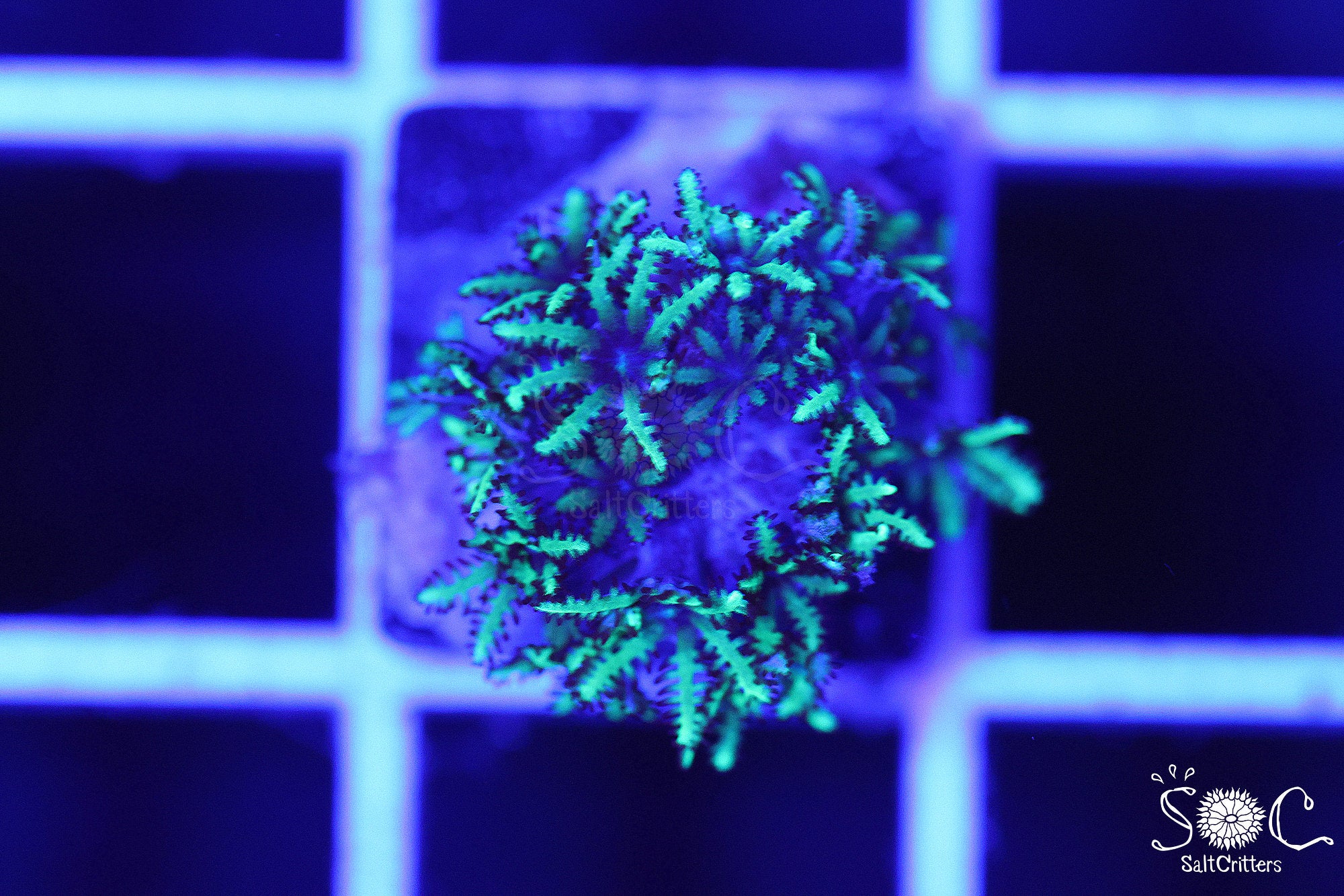 Sympodium Coral D337
