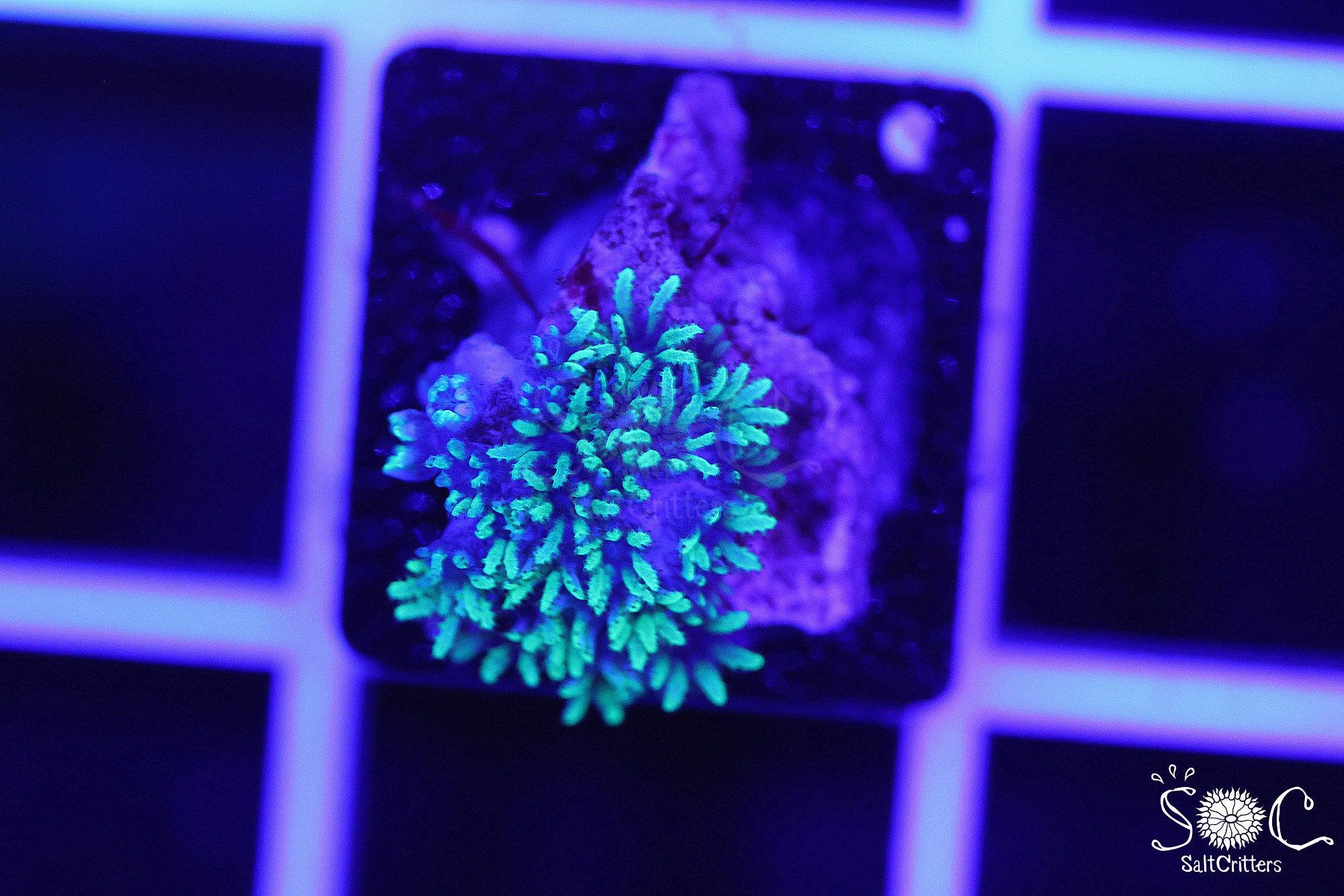 Sympodium Coral D359