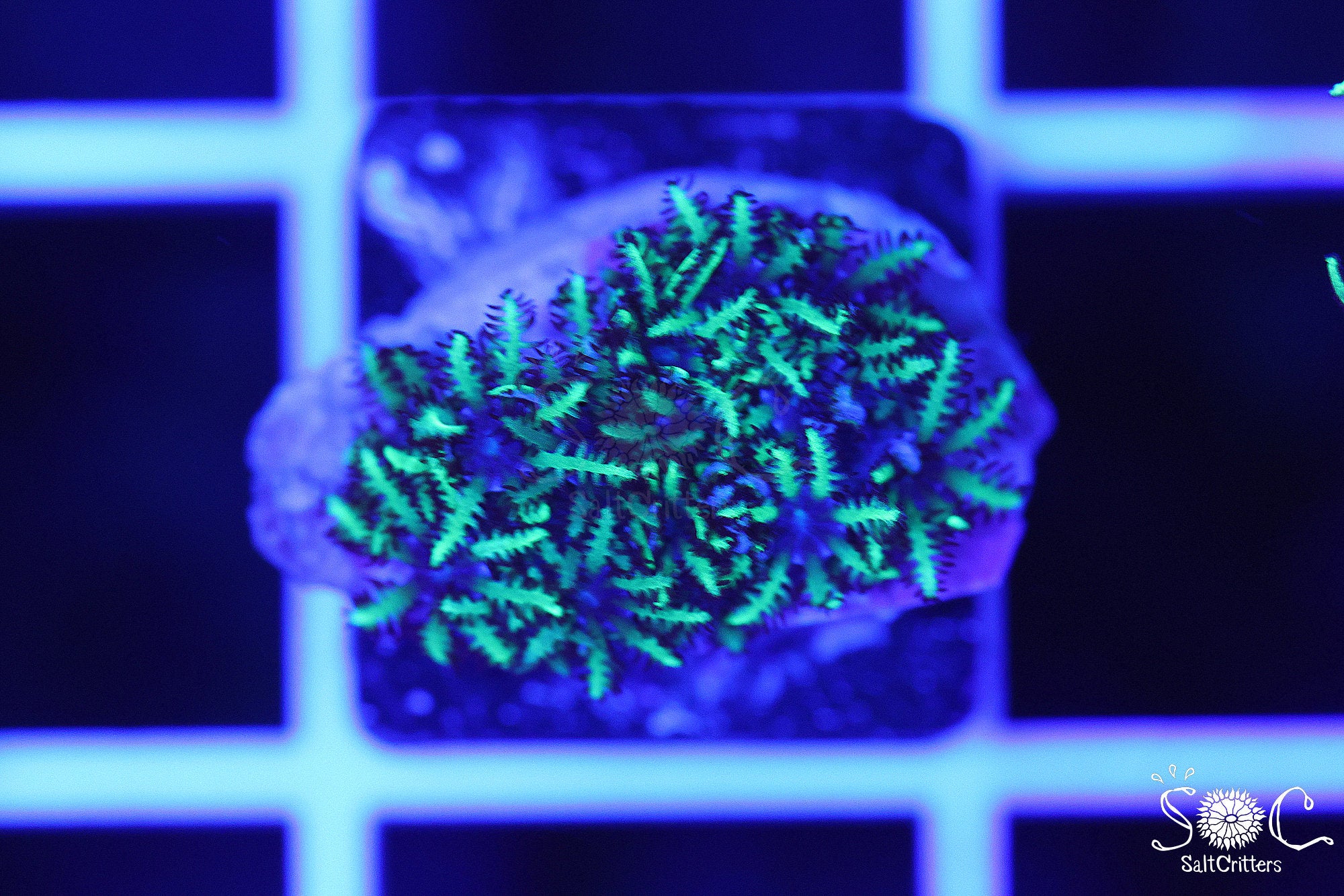 Sympodium Coral D362
