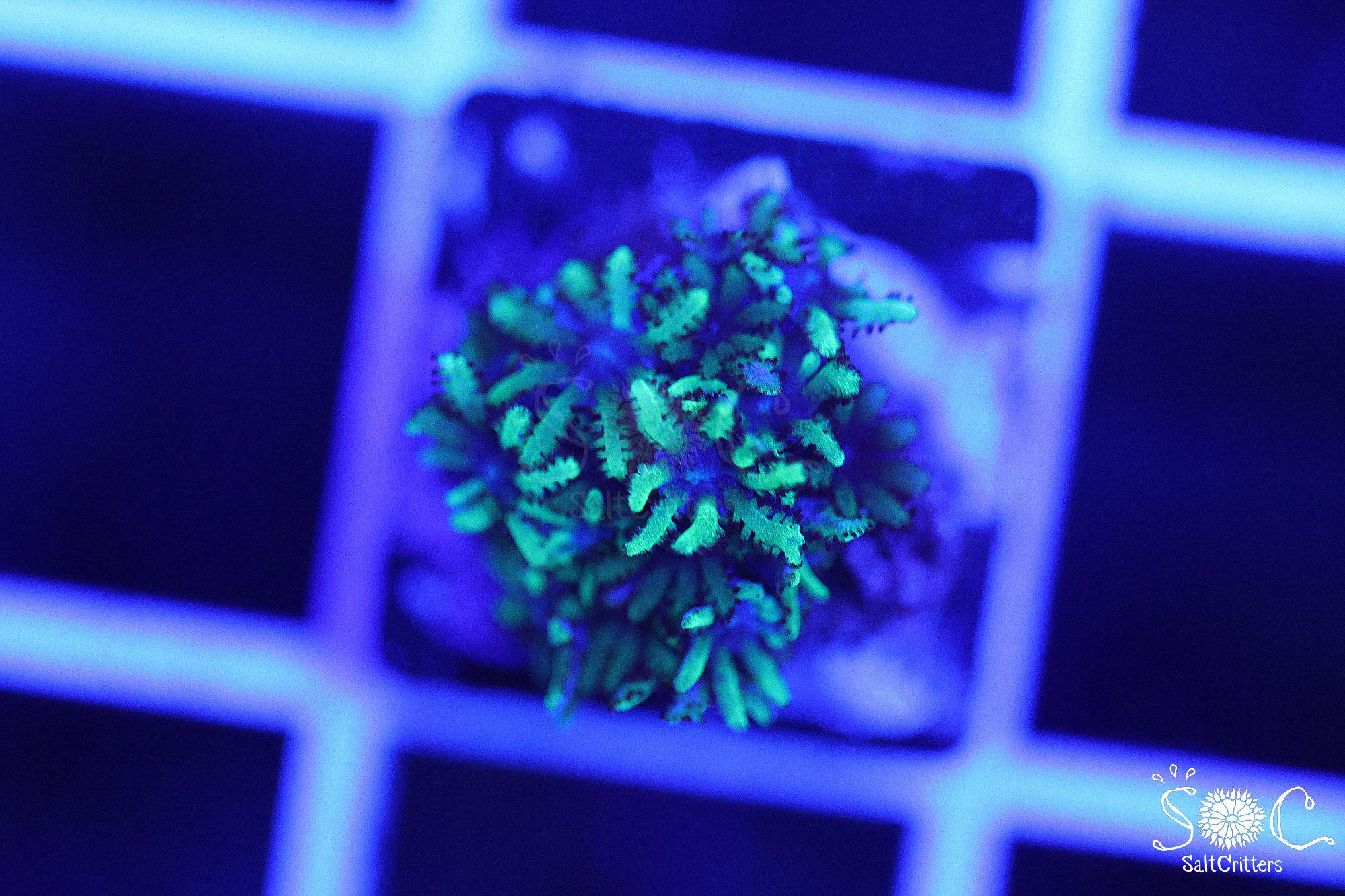 Sympodium Coral F134