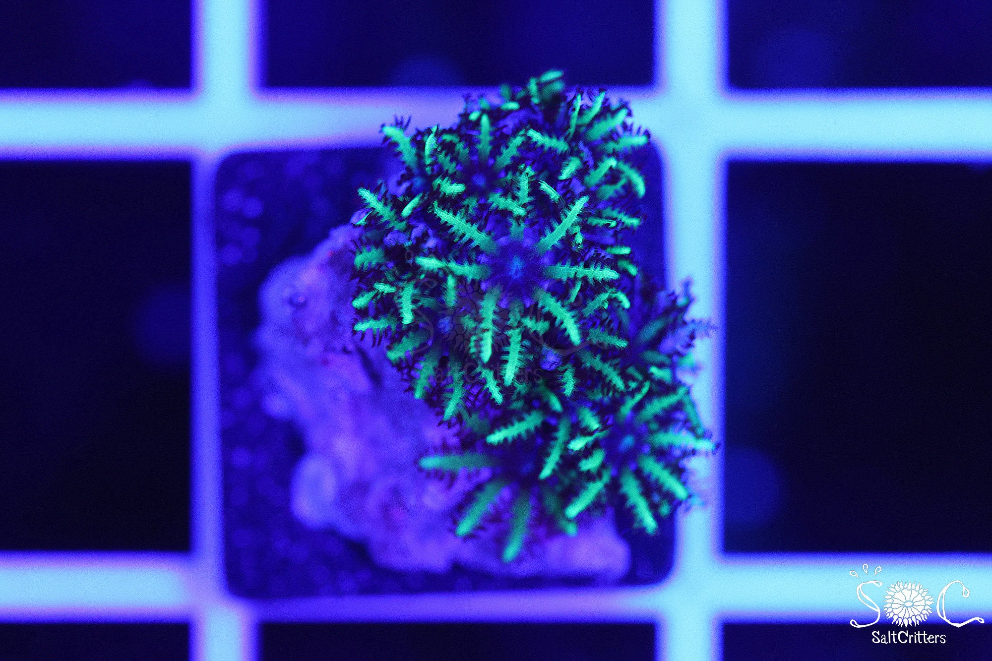 Sympodium Coral F158