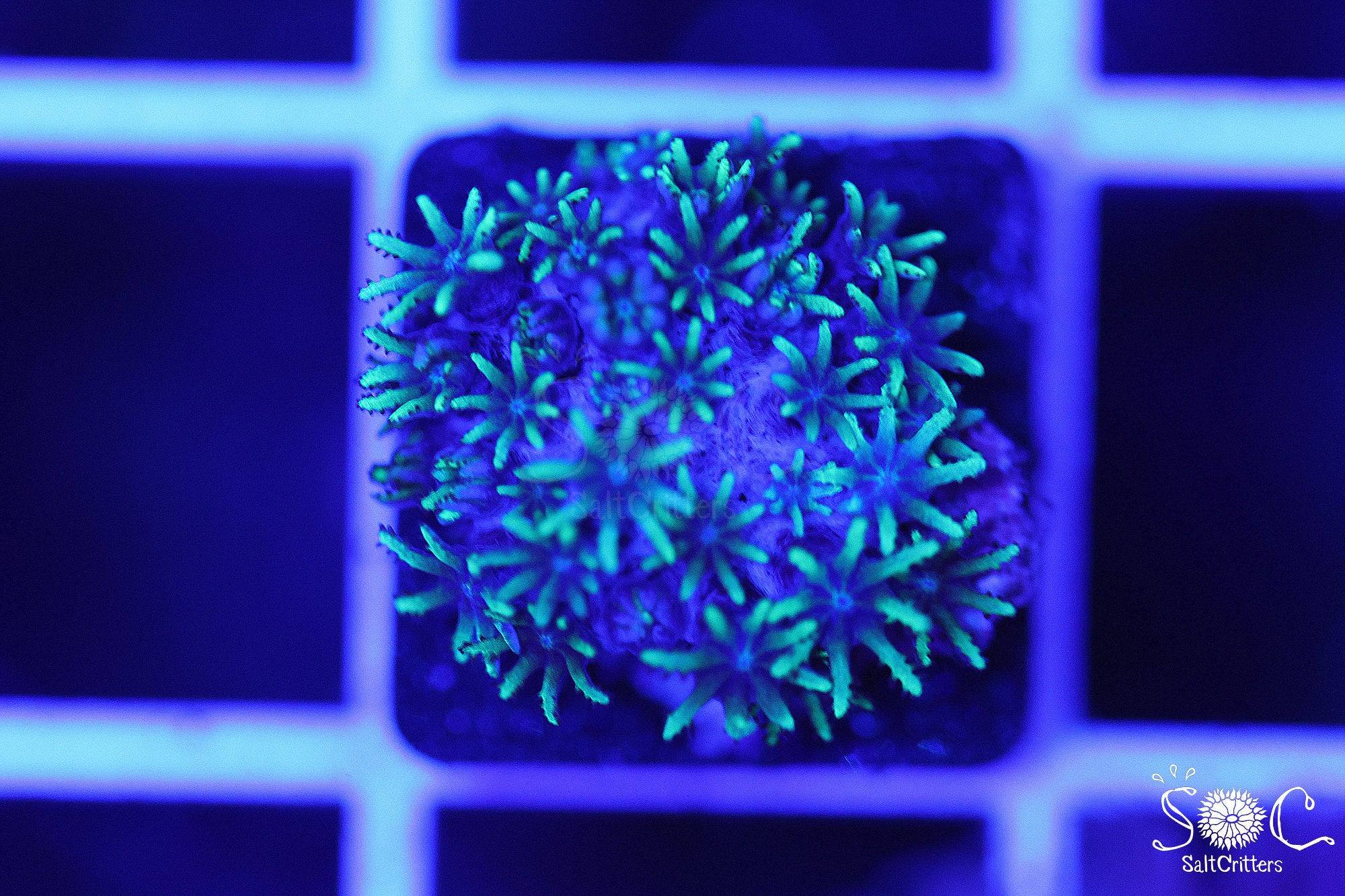 Sympodium Coral F178