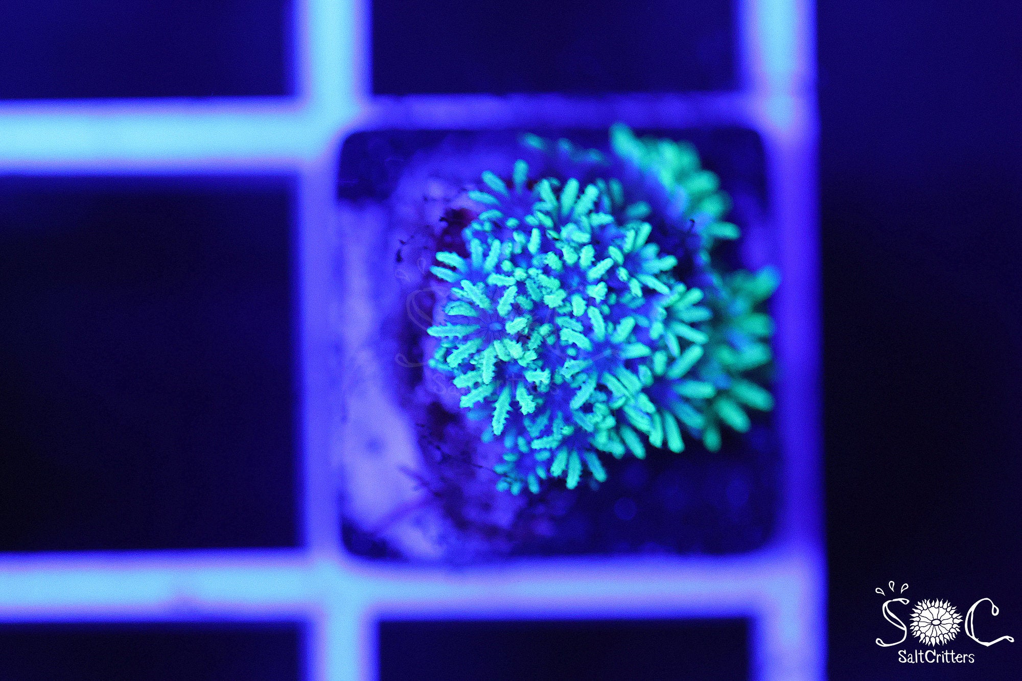 Sympodium Coral F185