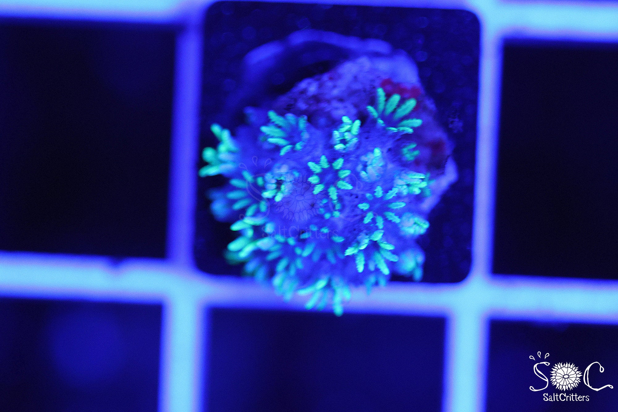 Sympodium Coral F188