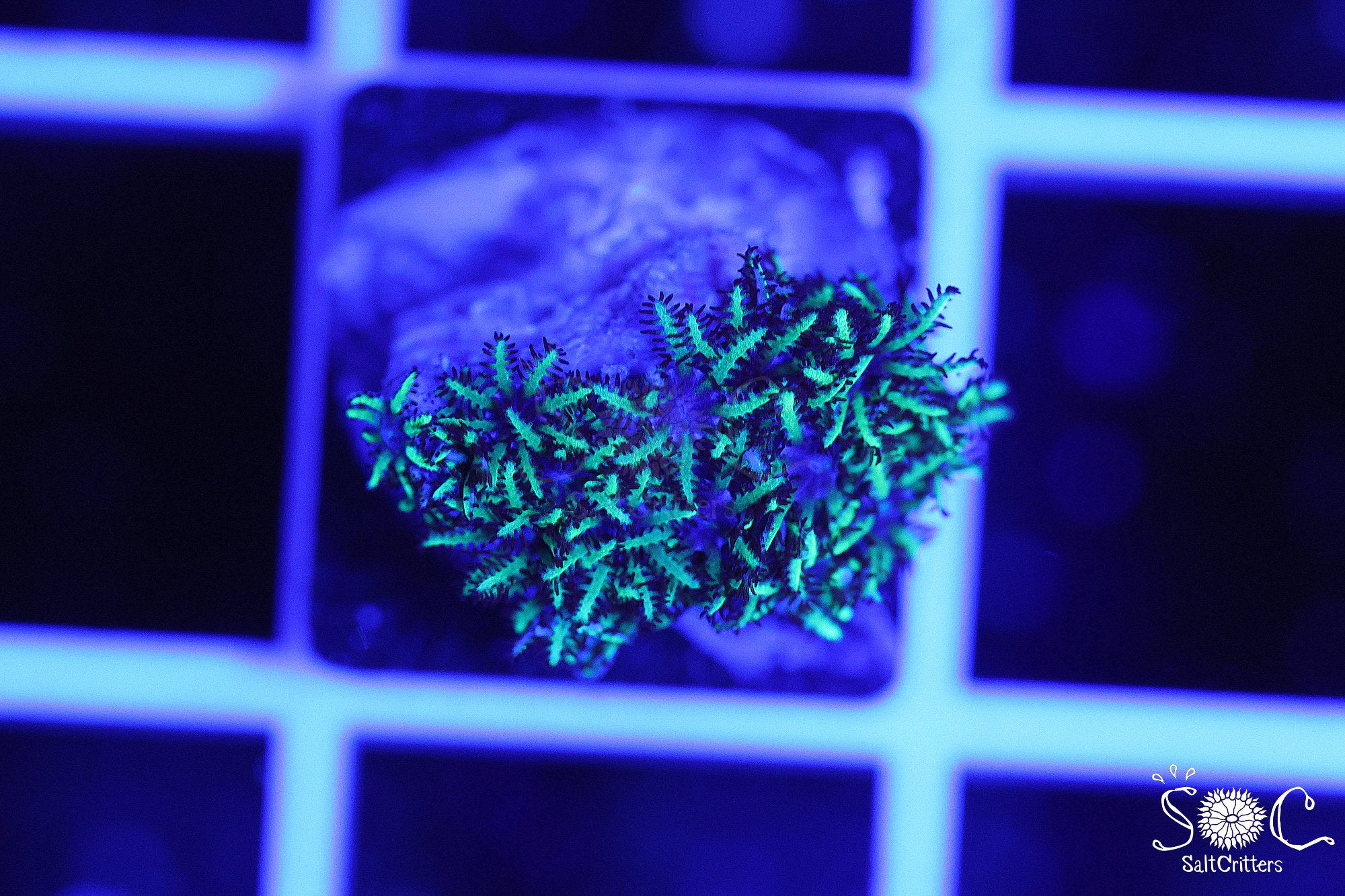 Sympodium Coral F242