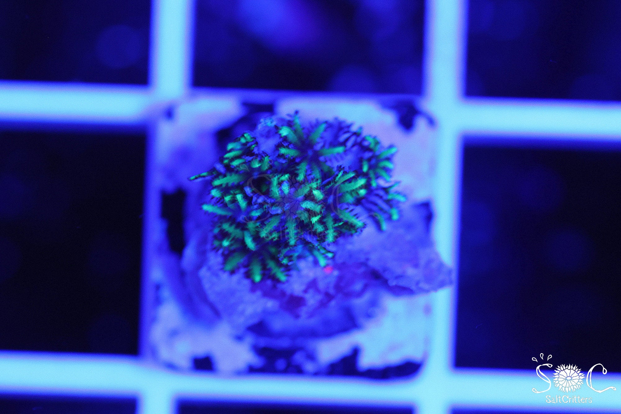 Sympodium Coral F251