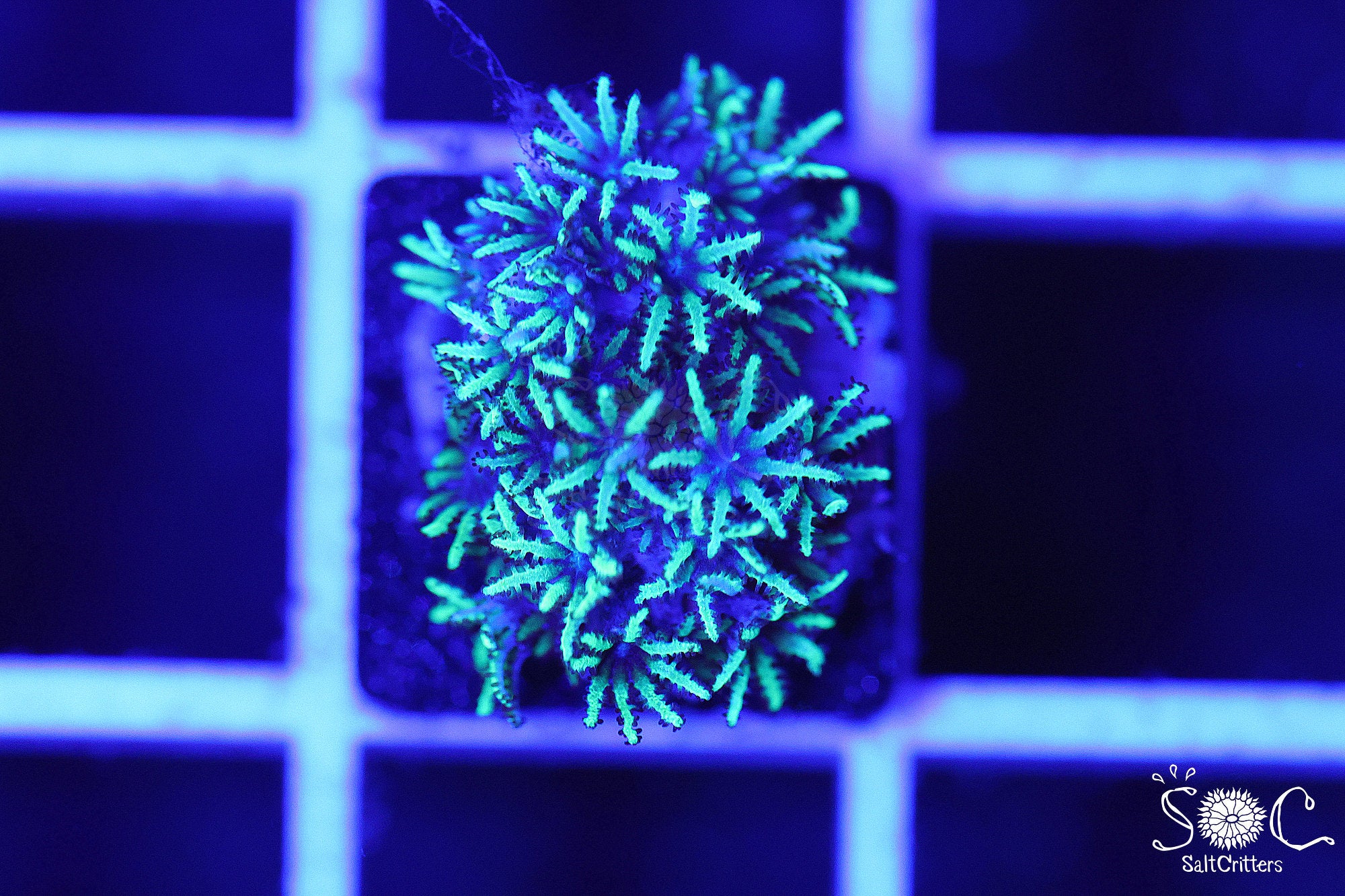 Sympodium Coral F2