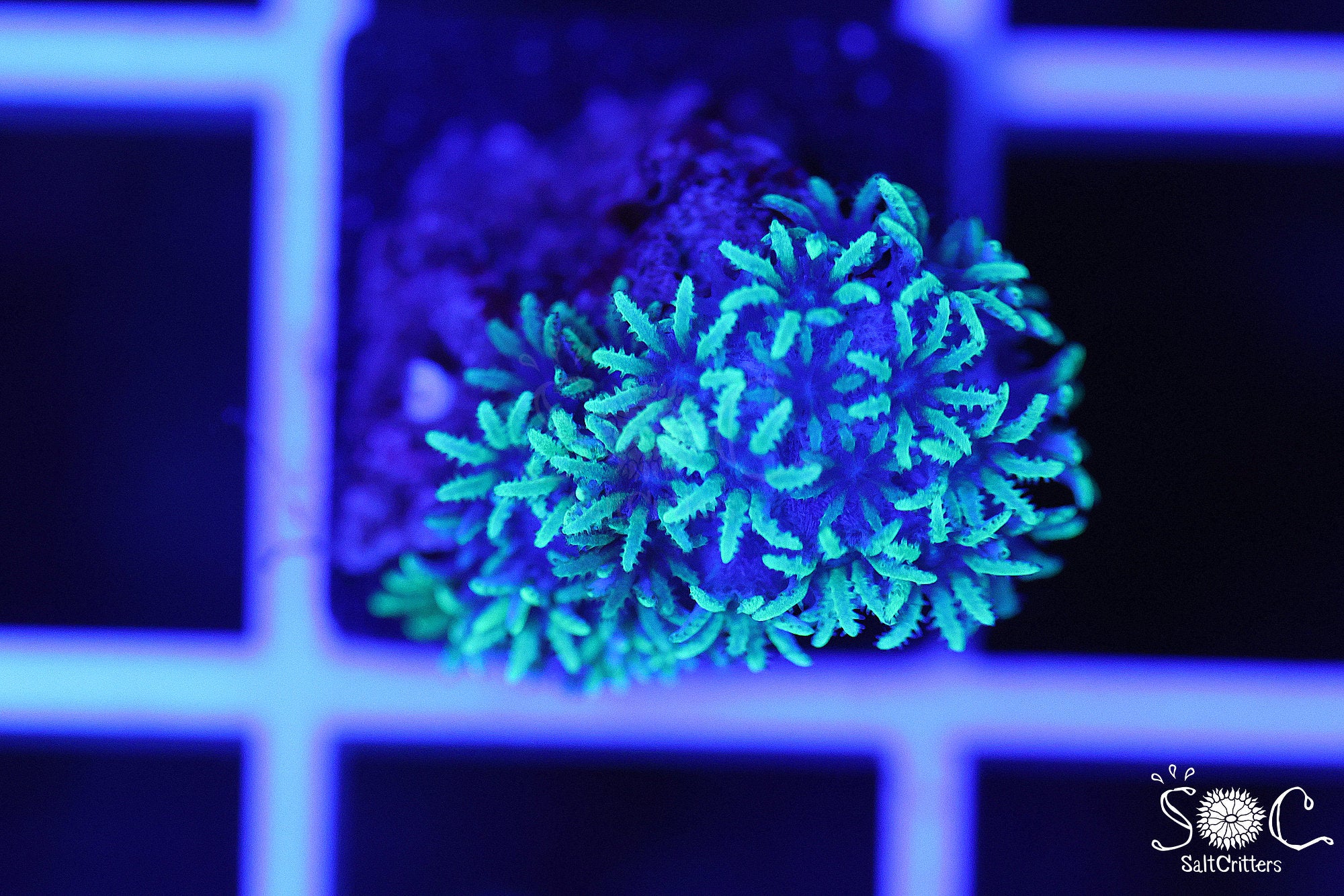 Sympodium Coral F327
