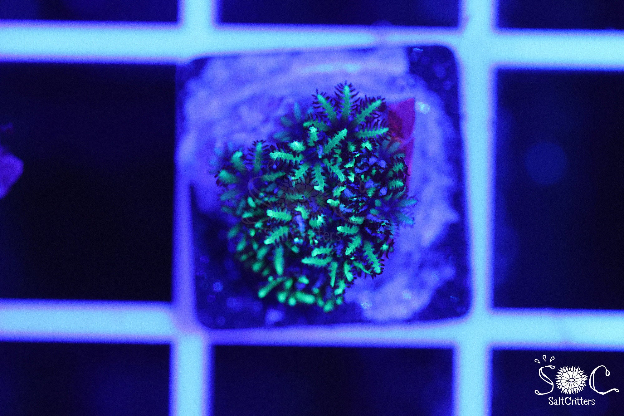 Sympodium Coral F71