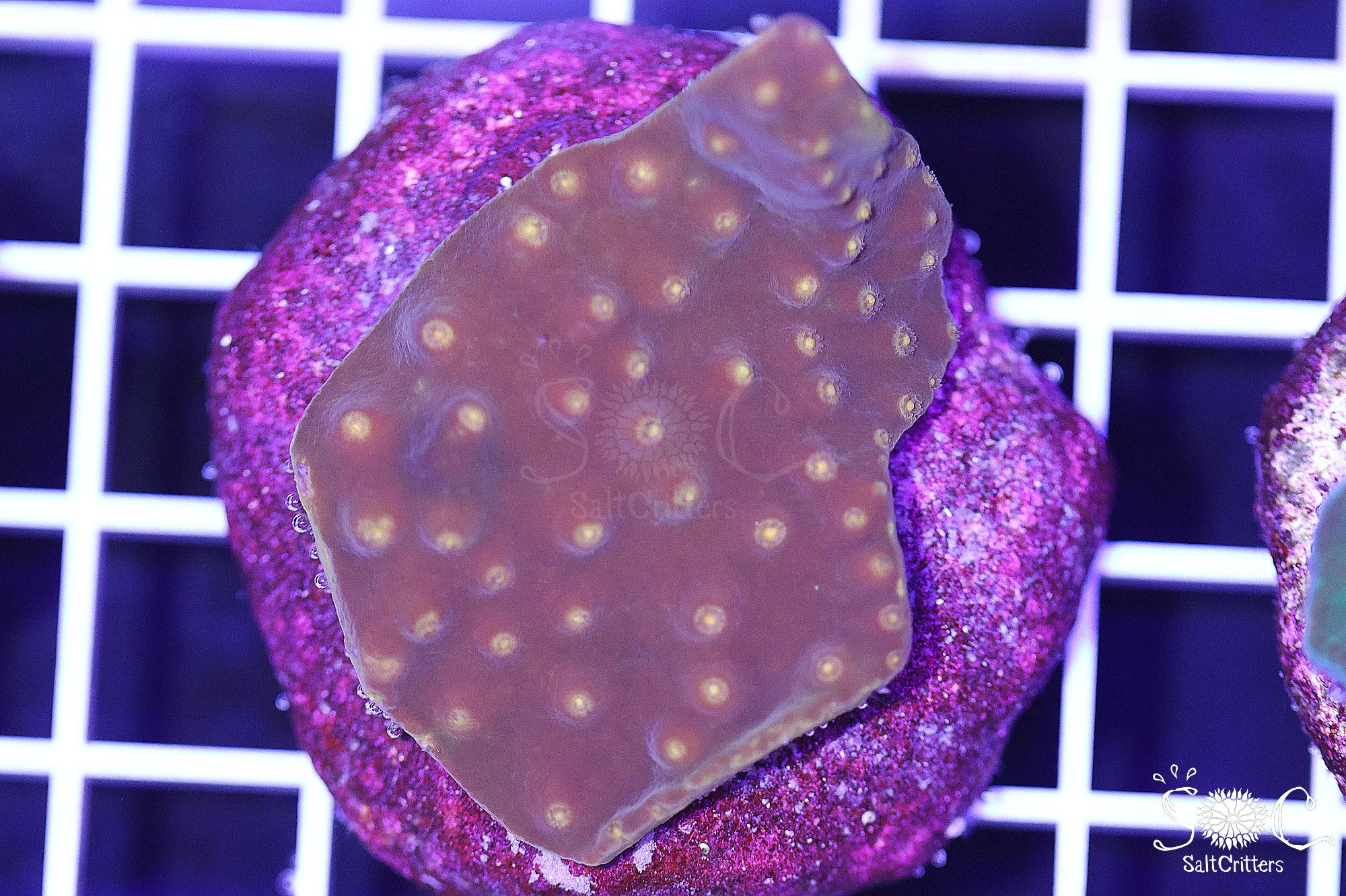 Turbinaria Coral Colony