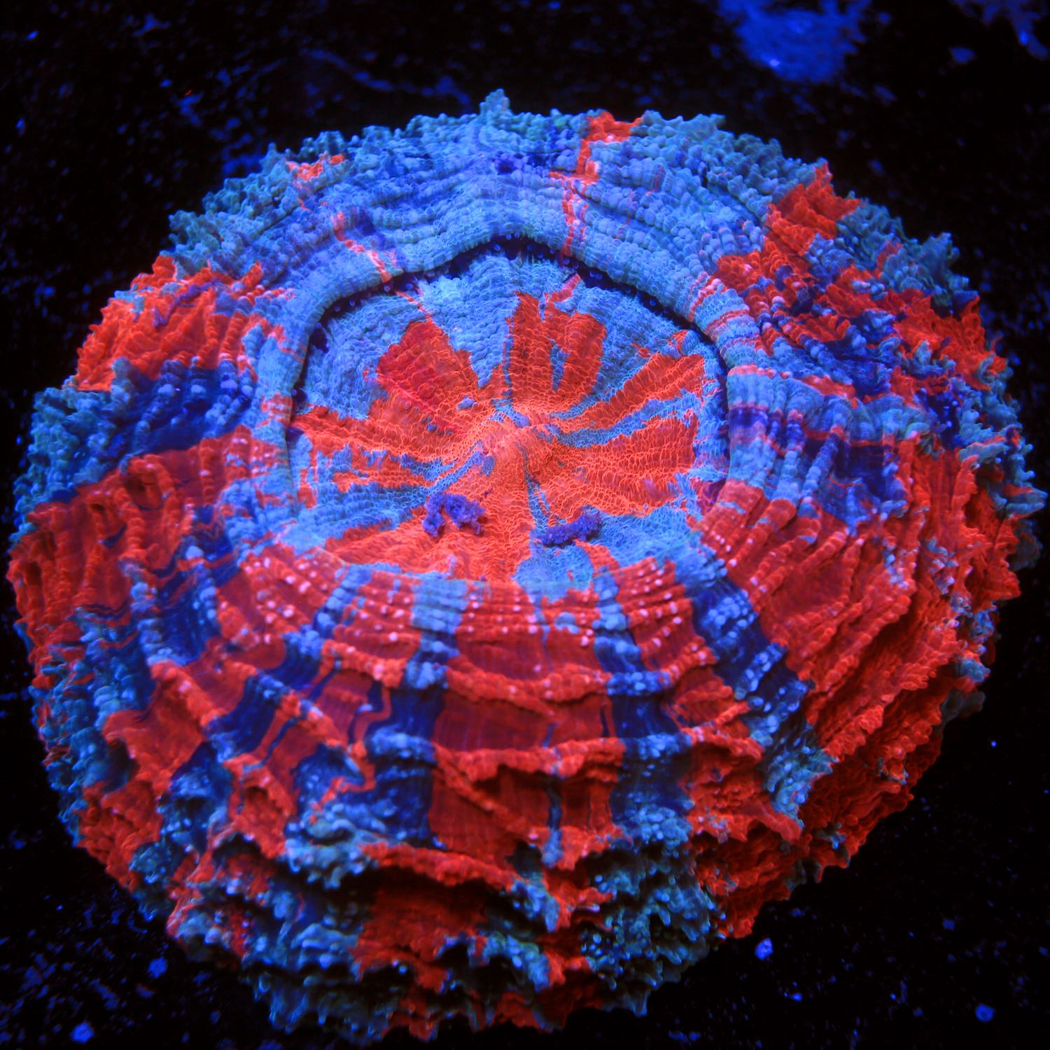 Acanthophyllia