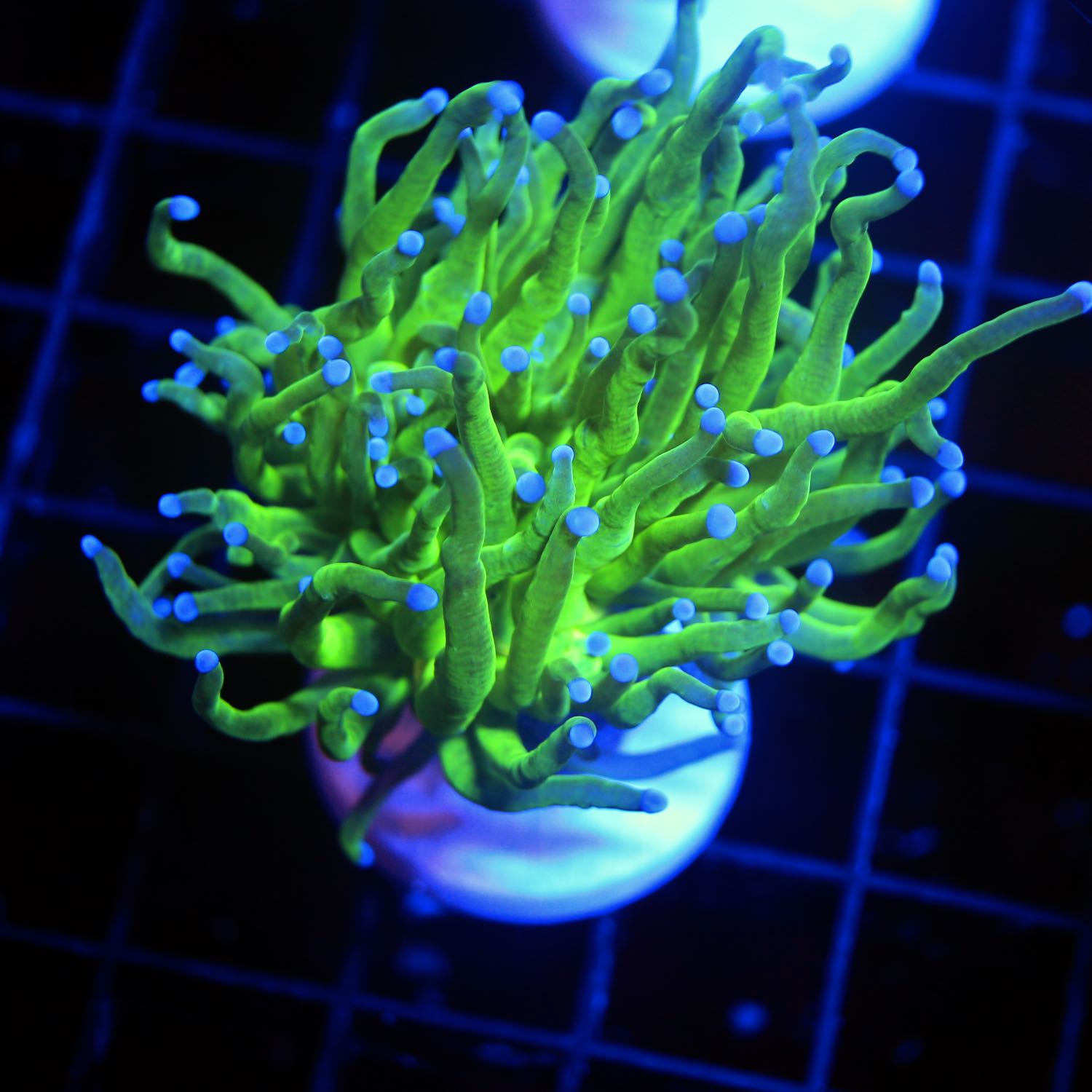 Euphyllia glabrescens