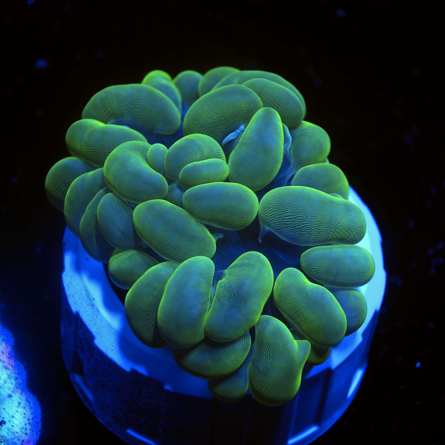 Plerogyra sinuosa