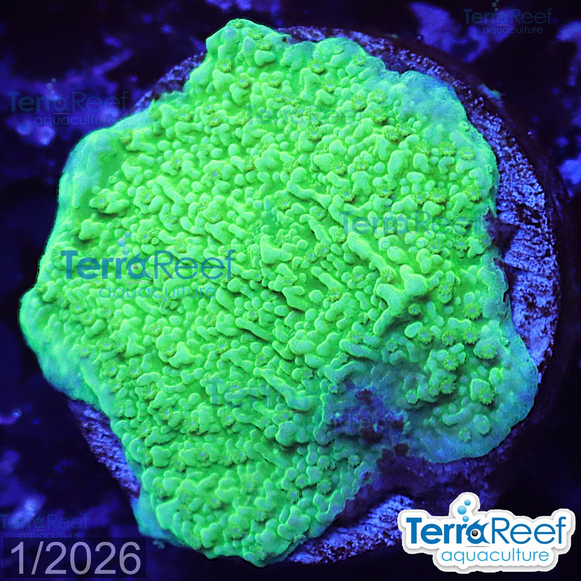 Green Montipora capricornis WYSIWYG Frag 36