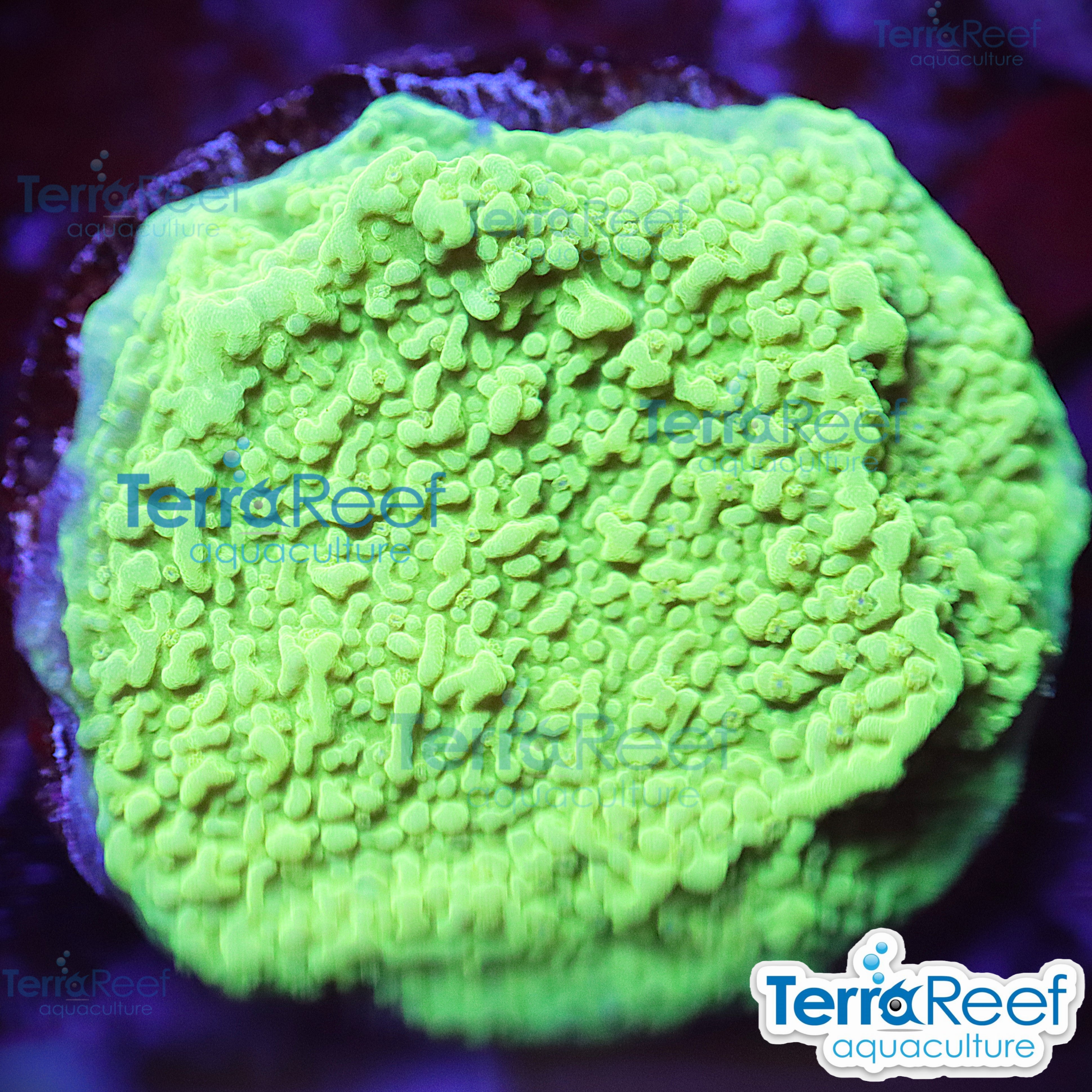 Green Montipora capricornis WYSIWYG Frag 37