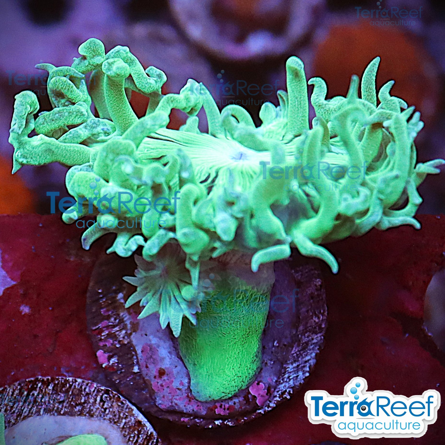 Duncan Coral Duncanopsammia axifuga WYSIWYG 42Right