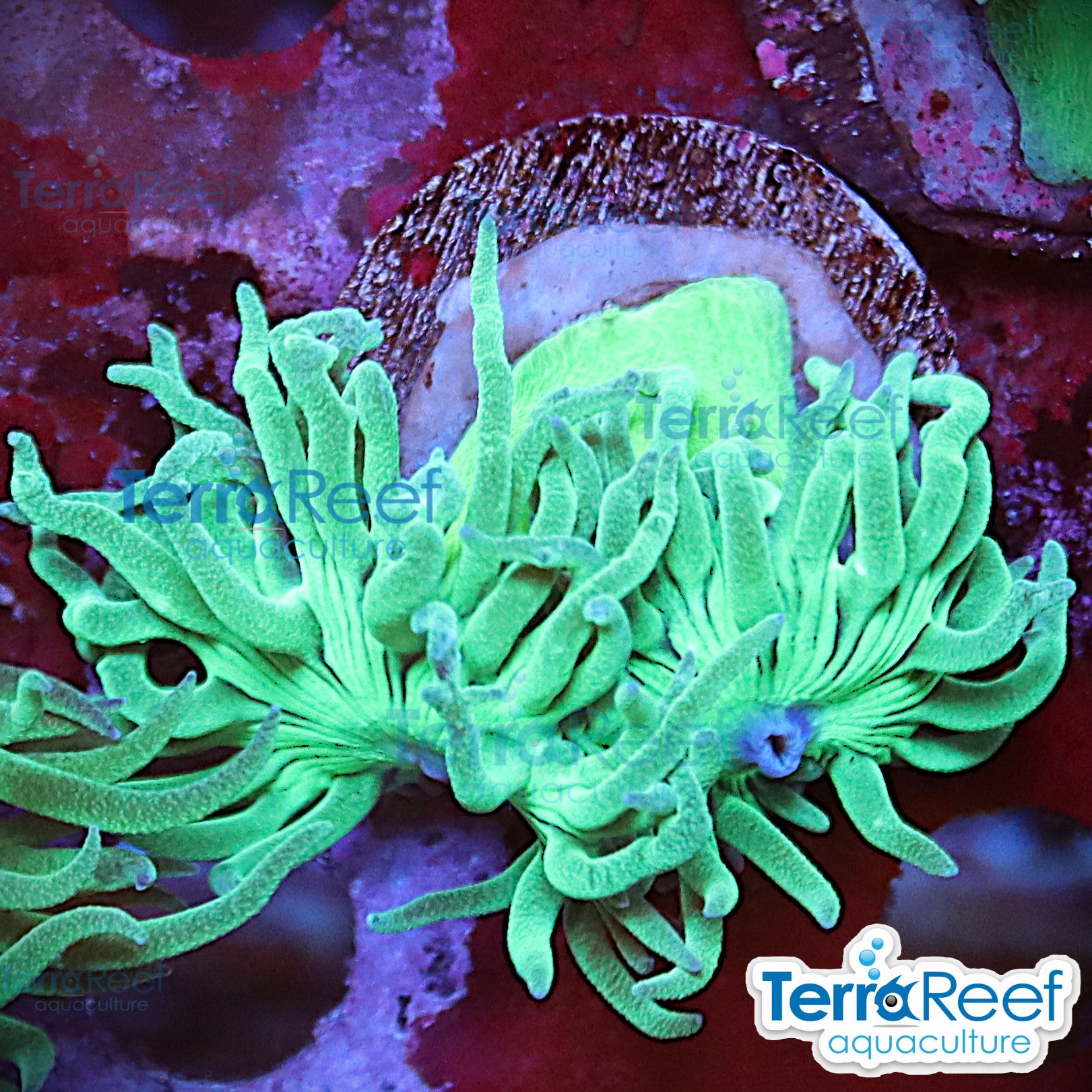 Duncan Coral Duncanopsammia axifuga WYSIWYG 43Middle