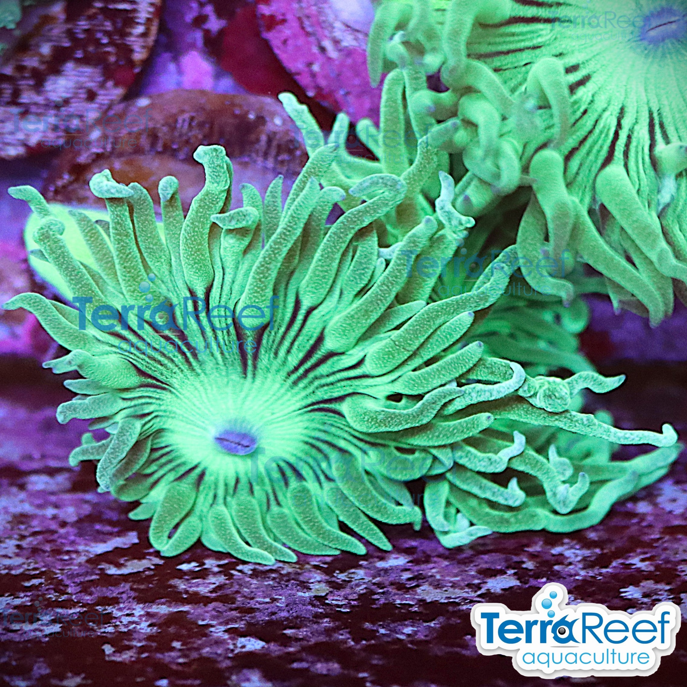 Duncan Coral Duncanopsammia axifuga WYSIWYG 44Left