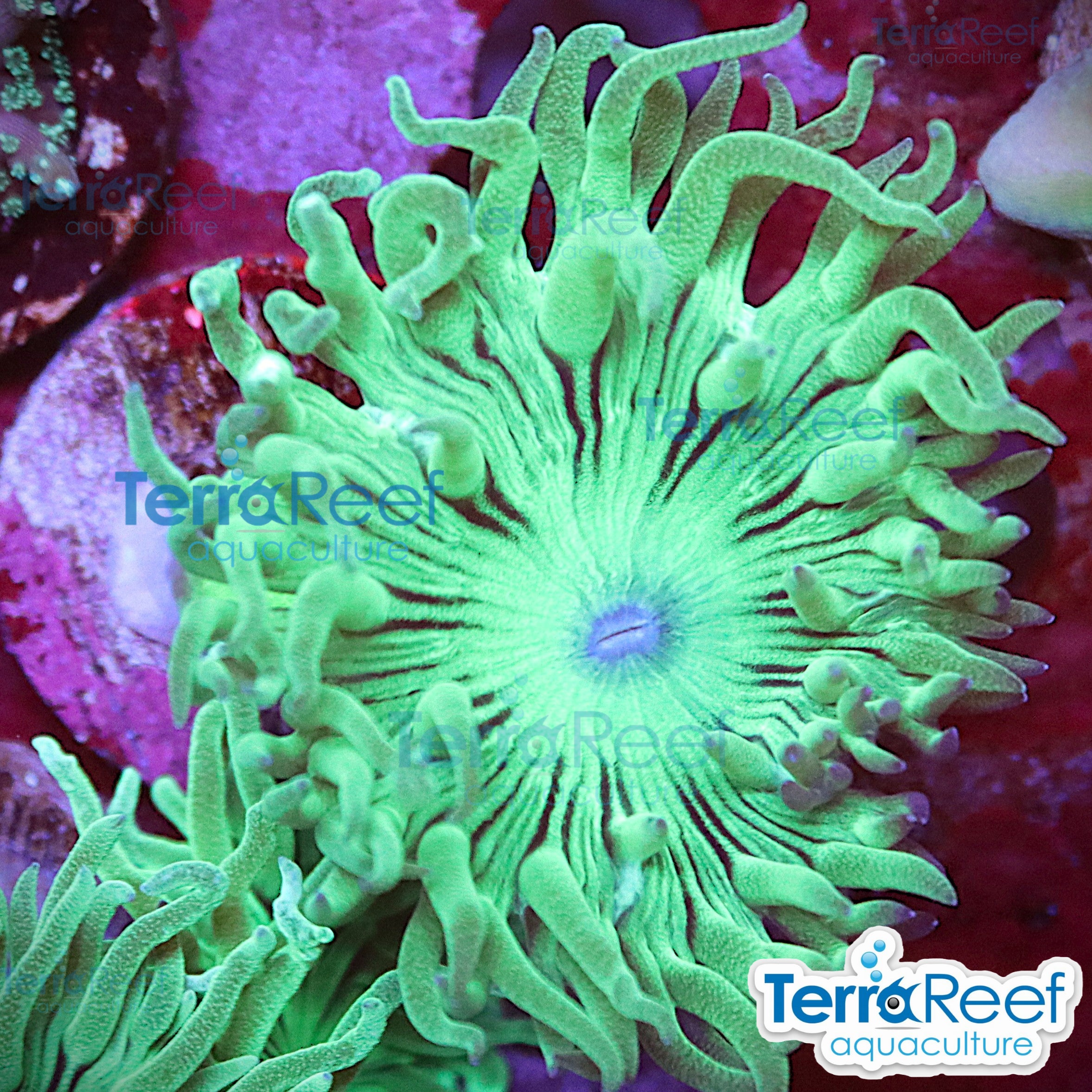 Duncan Coral Duncanopsammia axifuga WYSIWYG 45Middle
