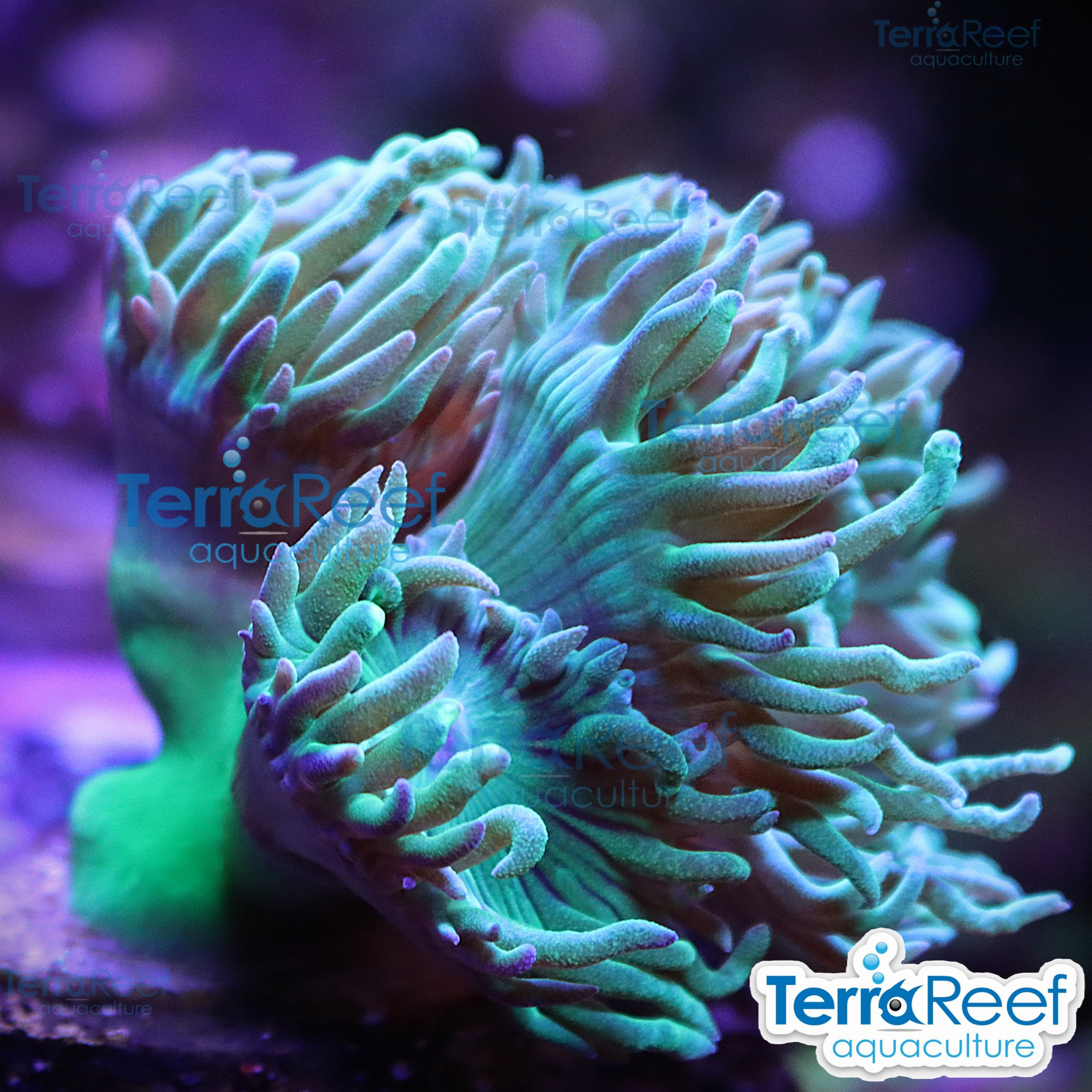 Duncan Coral Duncanopsammia axifuga WYSIWYG 46Rose