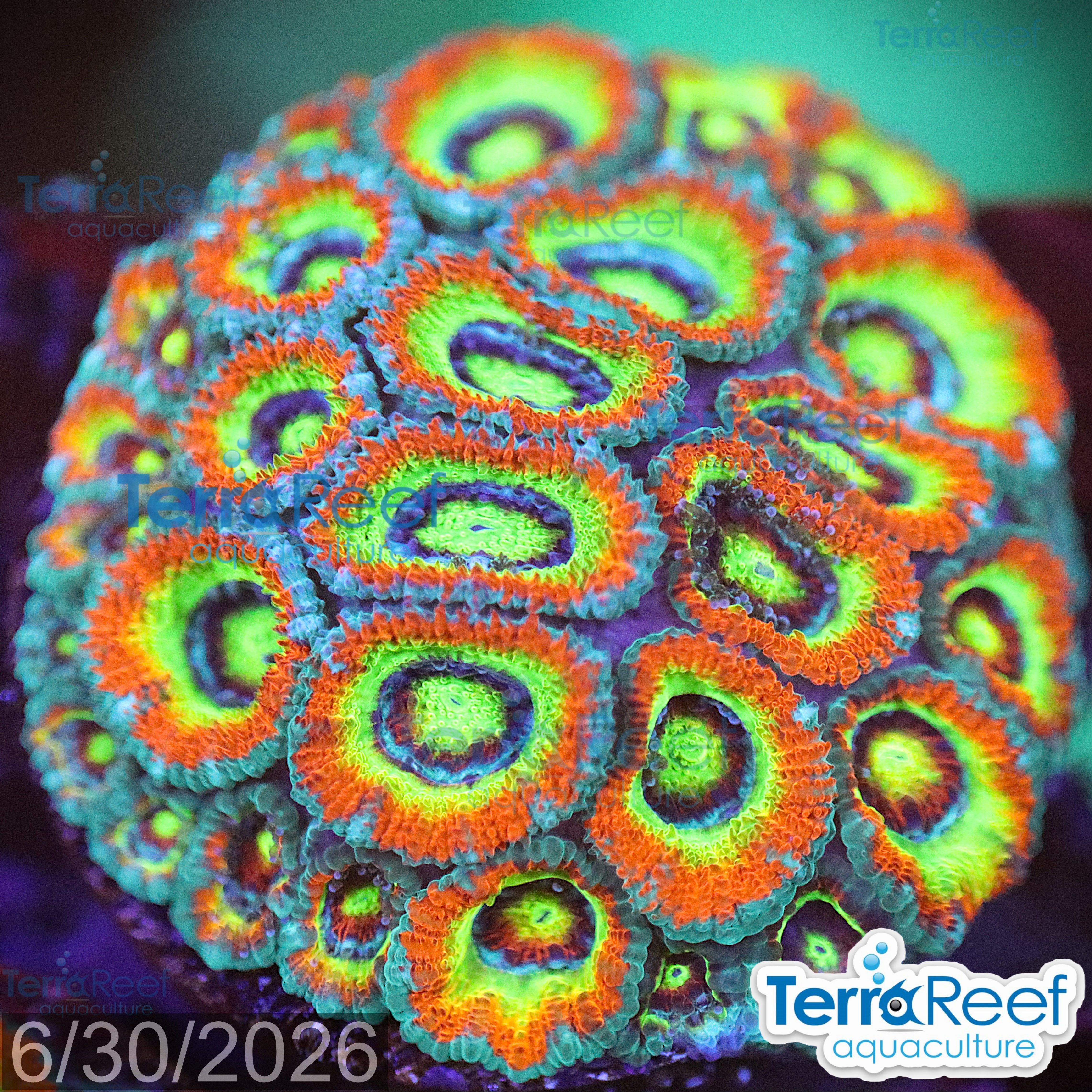 Holy Grail Micromussa Coral WYSIWYG Frag 32Right