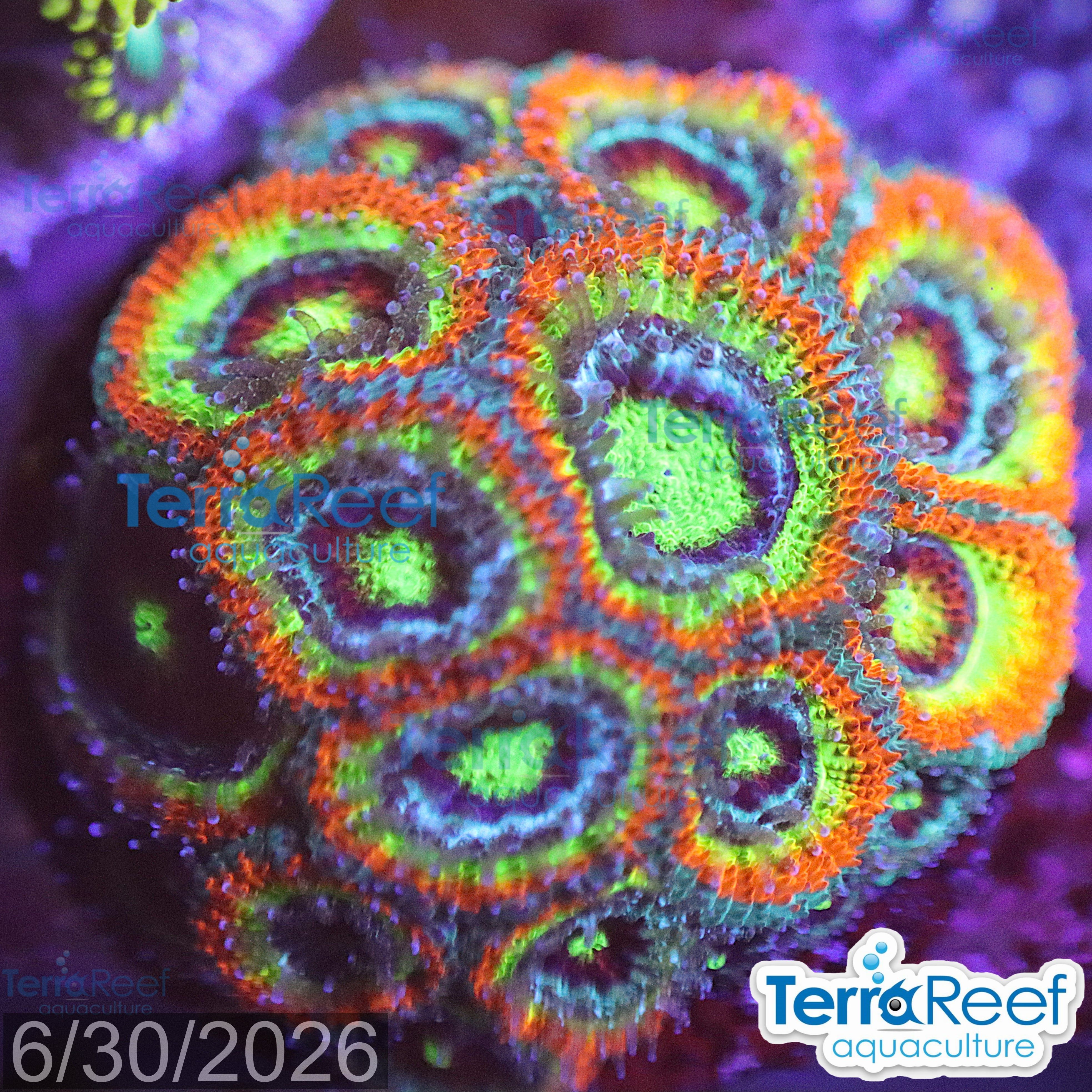 Holy Grail Micromussa Coral WYSIWYG Frag 33Desk