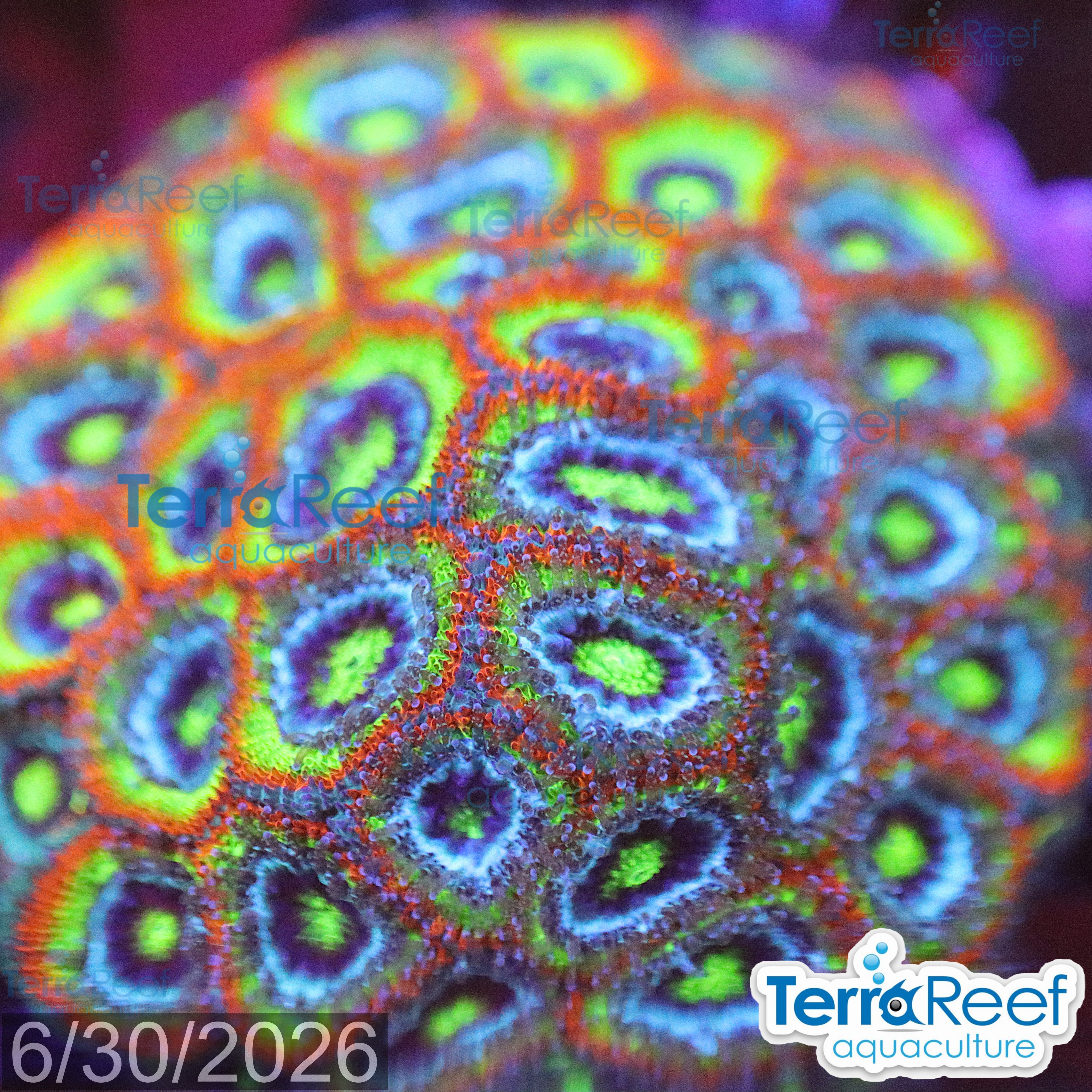 Holy Grail Micromussa Coral WYSIWYG Frag 34Left