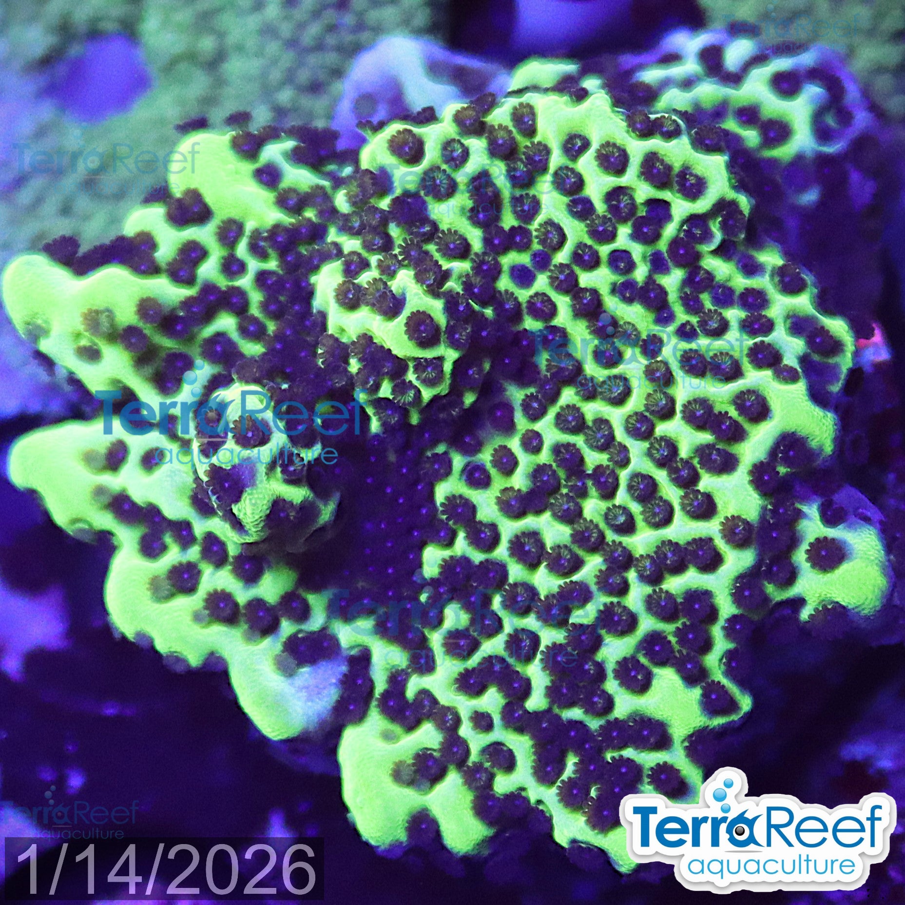 Montipora spongodes WYSIWYG Frag 24FarRightStairs