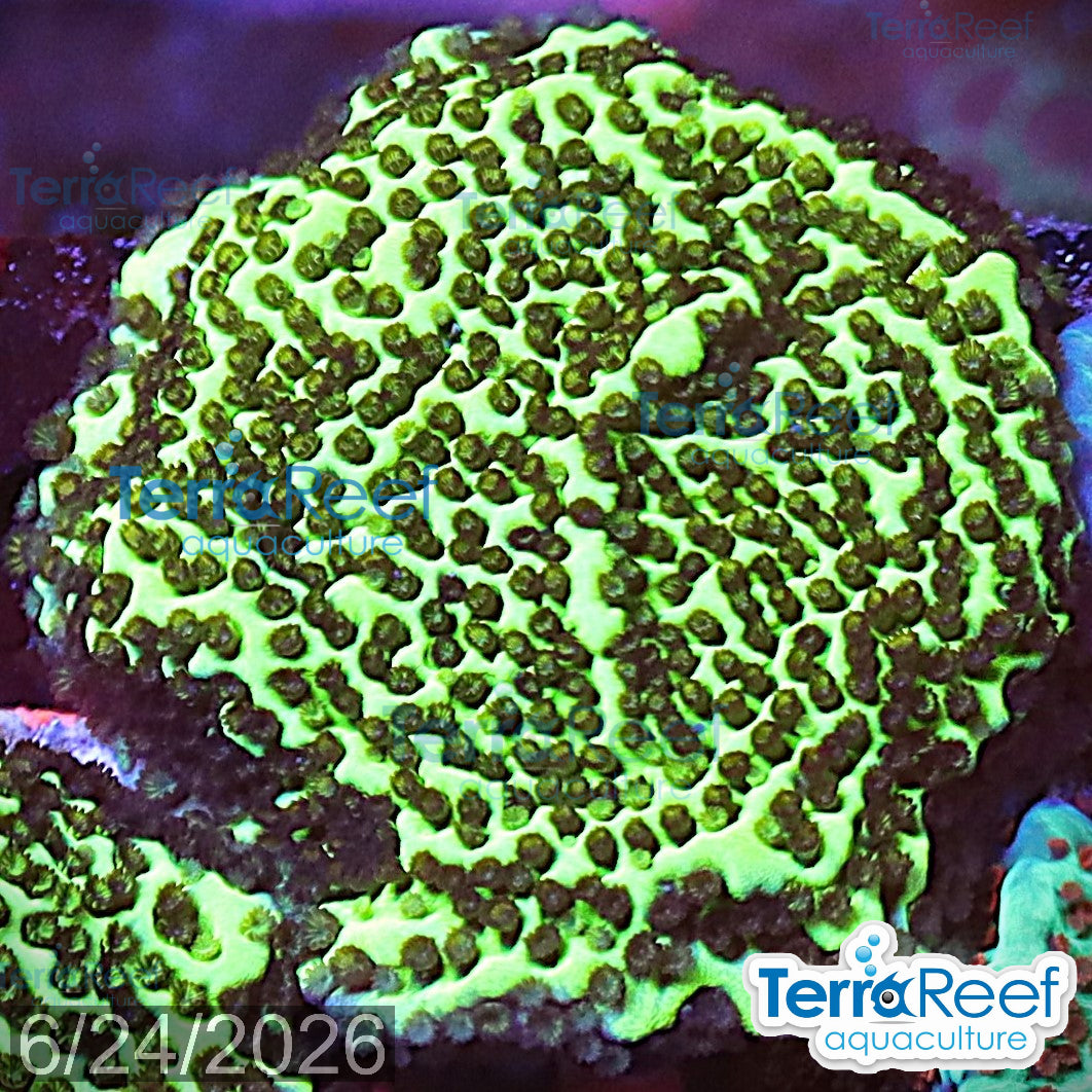 Montipora spongodes WYSIWYG Frag 25Right