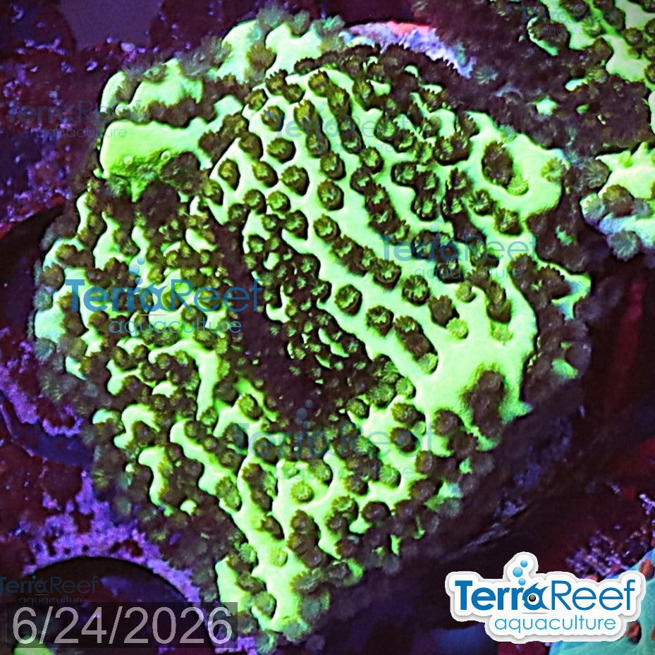Montipora spongodes WYSIWYG Frag 26MidRight