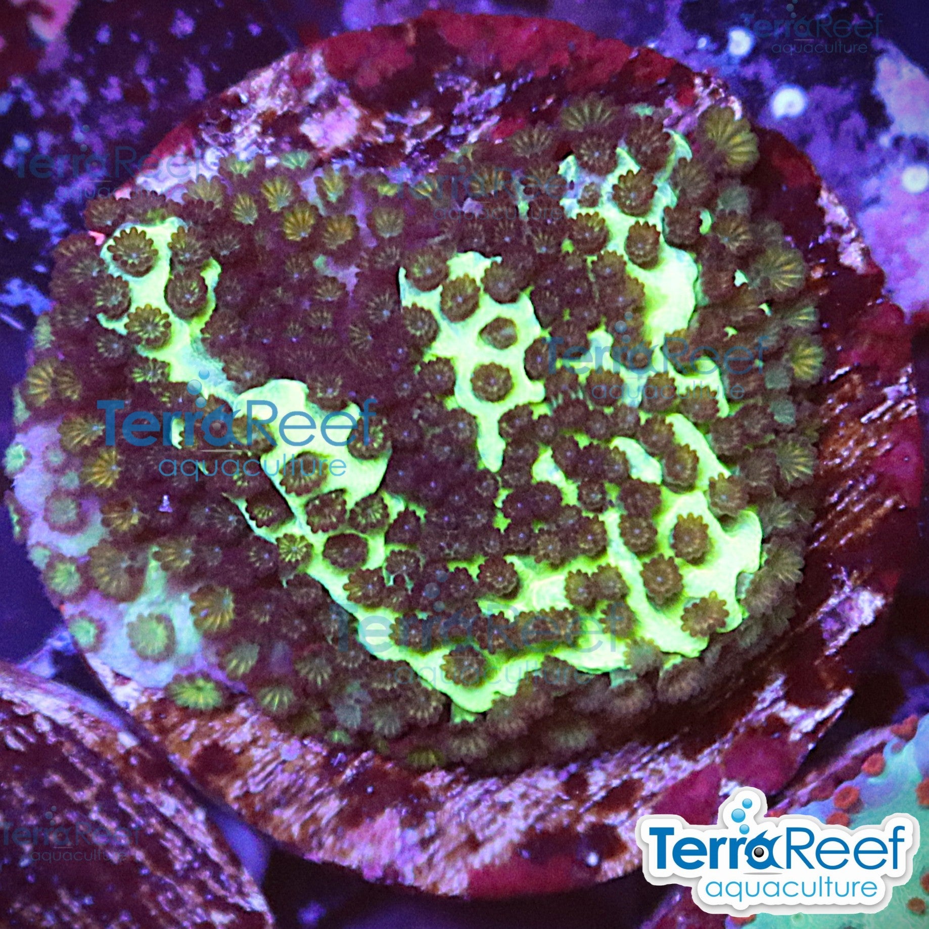 Montipora spongodes WYSIWYG Frag 27MidLeft