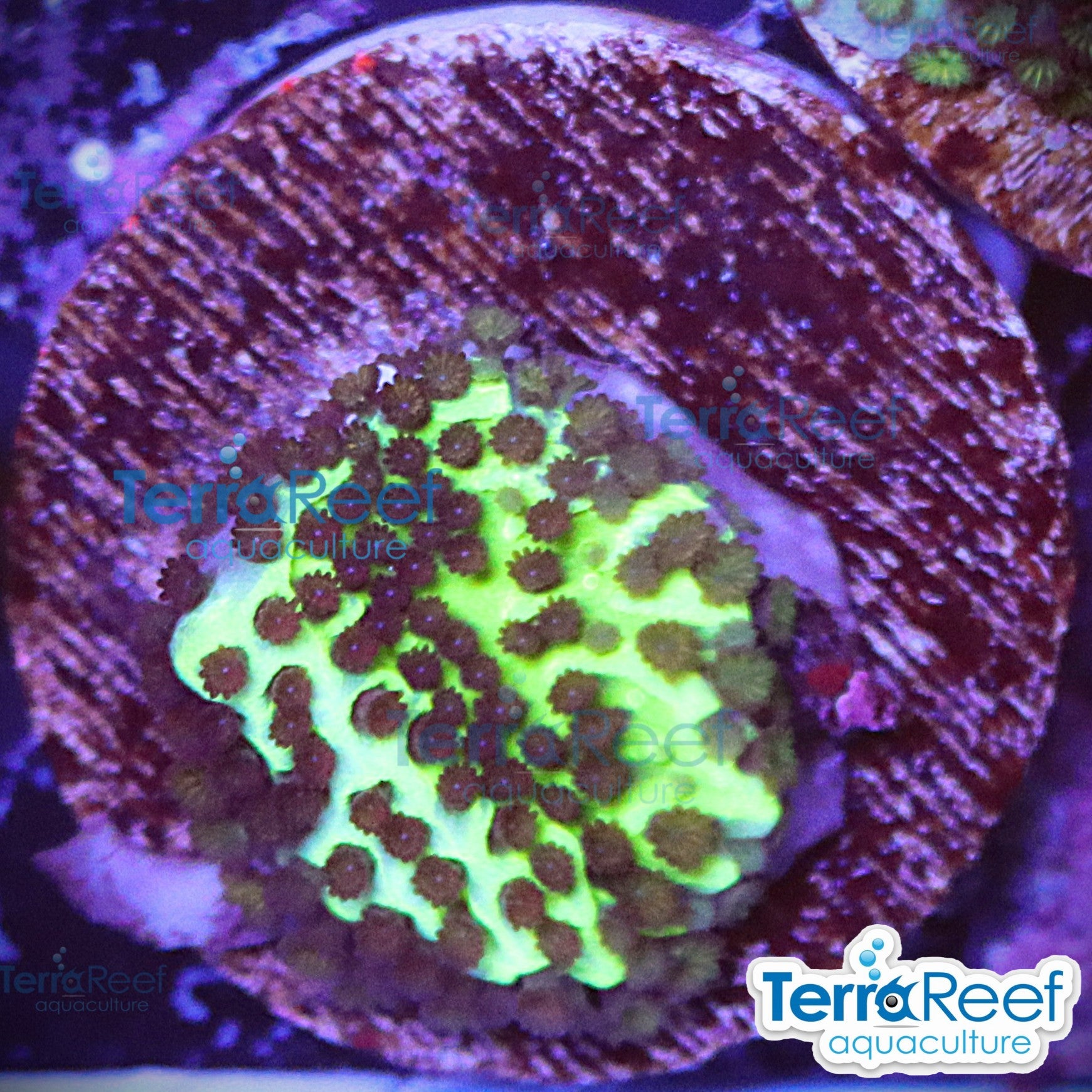 Montipora spongodes WYSIWYG Frag 28Left