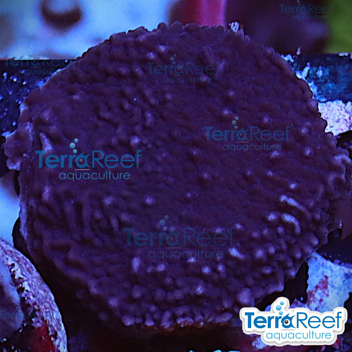 Purple Montipora capricornis Monti cap WYSIWYG Frag 25Right