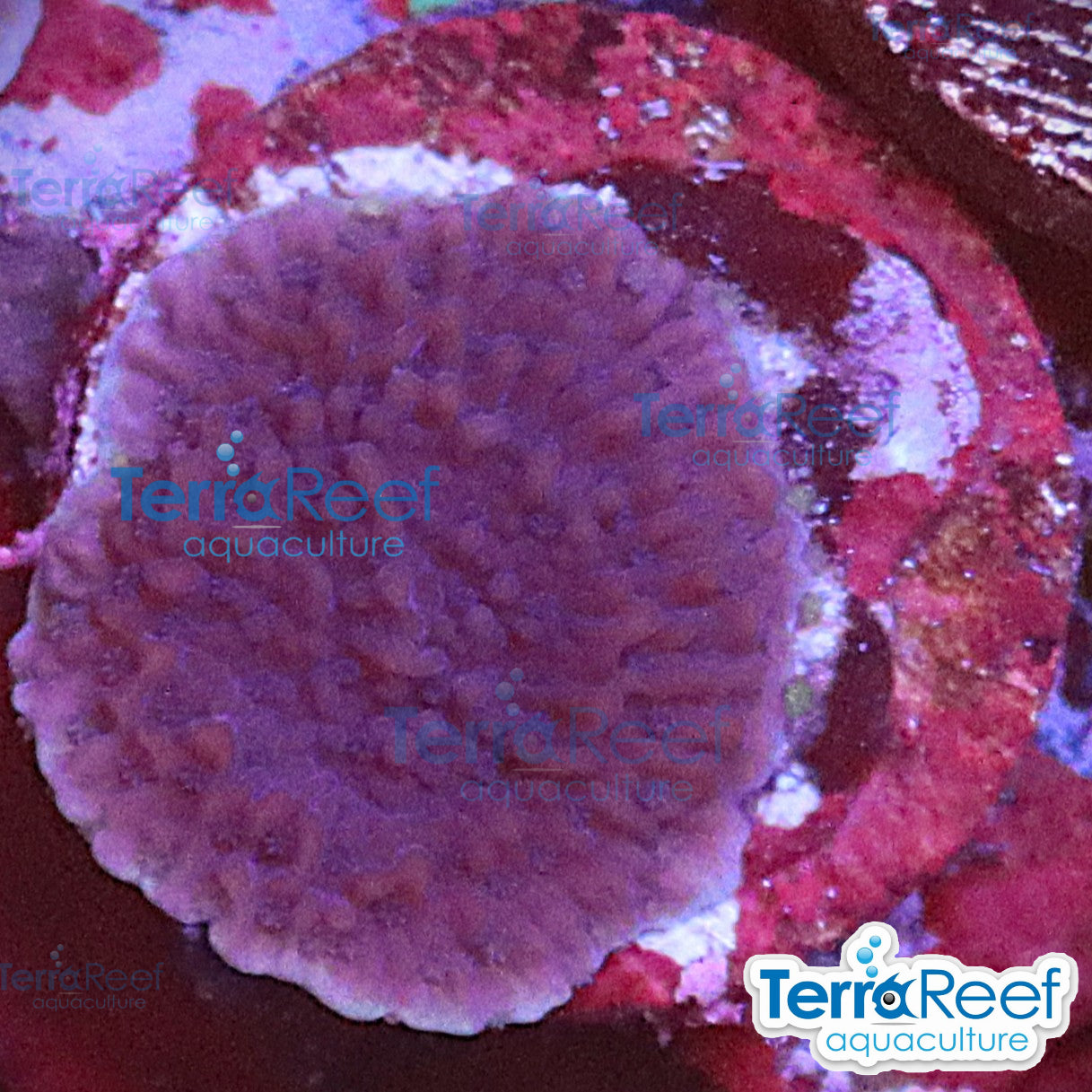 Purple Montipora capricornis Monti cap WYSIWYG Frag 26Right