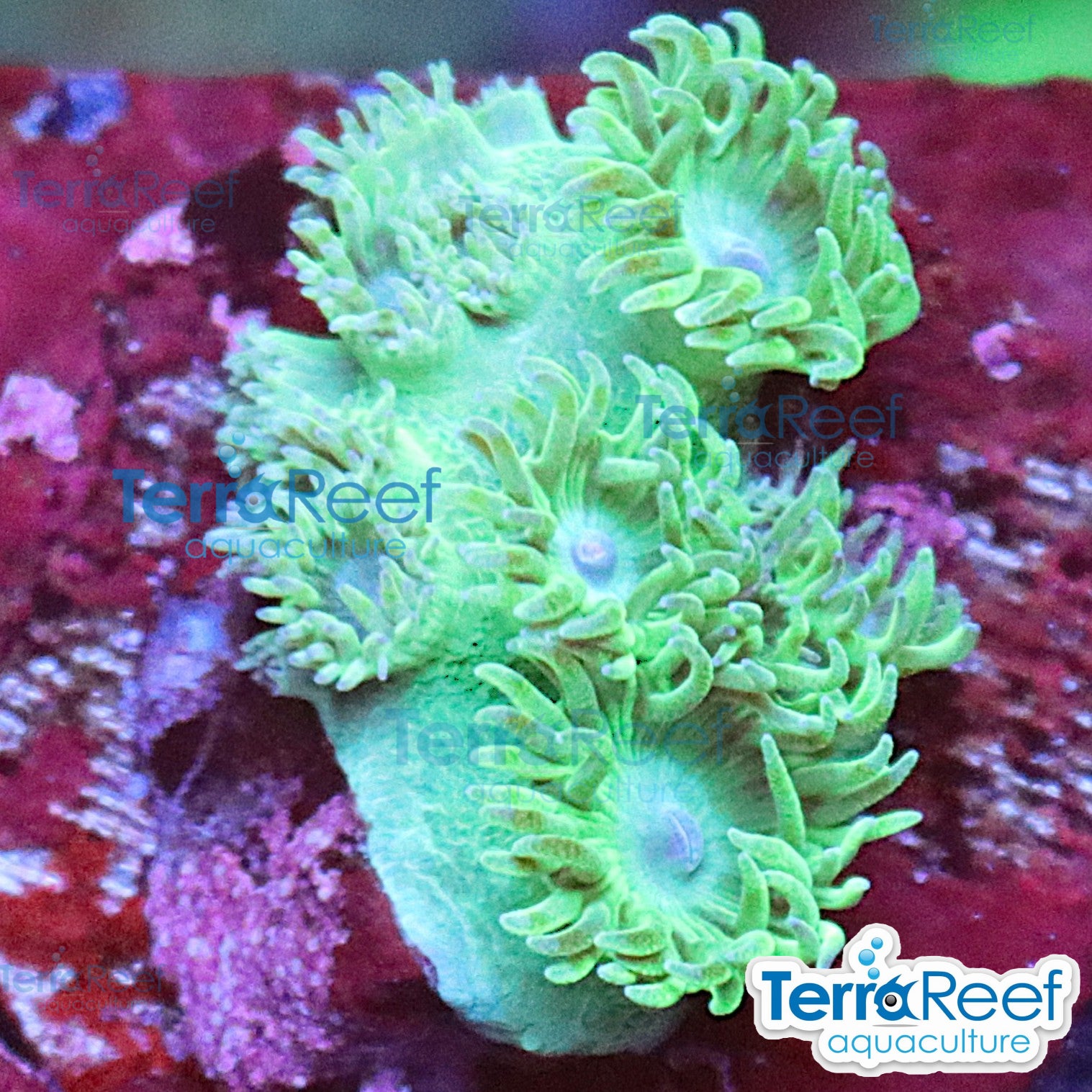 Pagoda cup coral (Turbinaria / Duncanopsammia sp.) WYSIWYG Frag 41Right