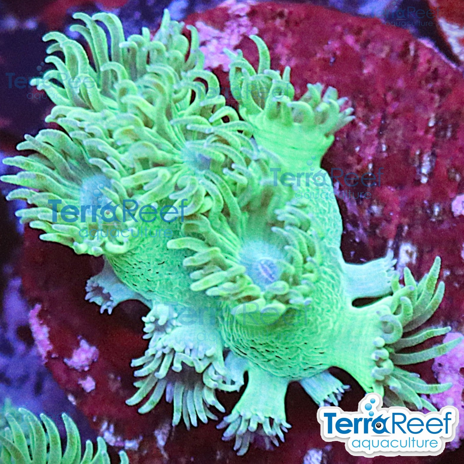 Pagoda cup coral (Turbinaria / Duncanopsammia sp.) WYSIWYG Frag 42MidRight