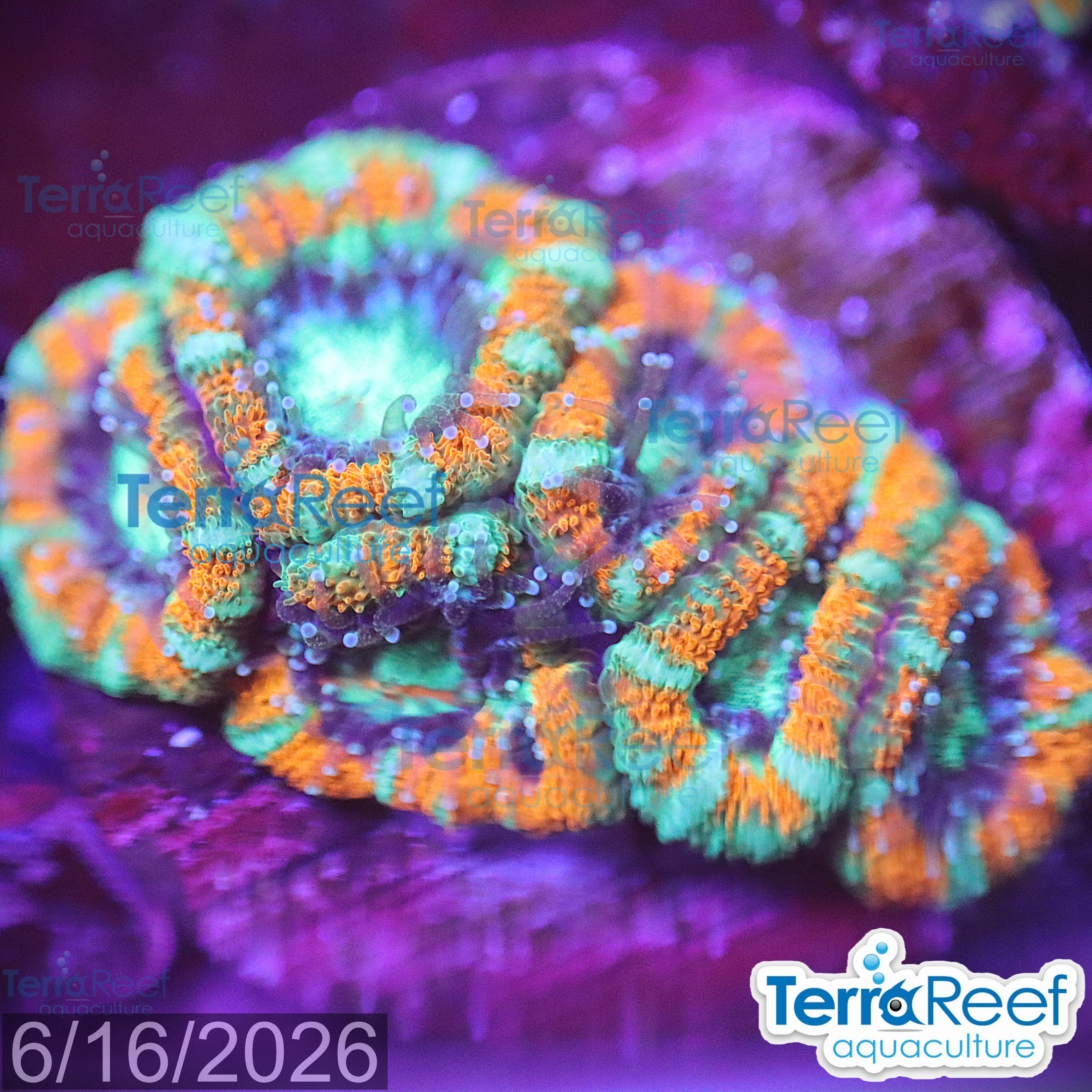 Raging Storm Micromussa "Acan lord" WYSIWYG Frag 26Left