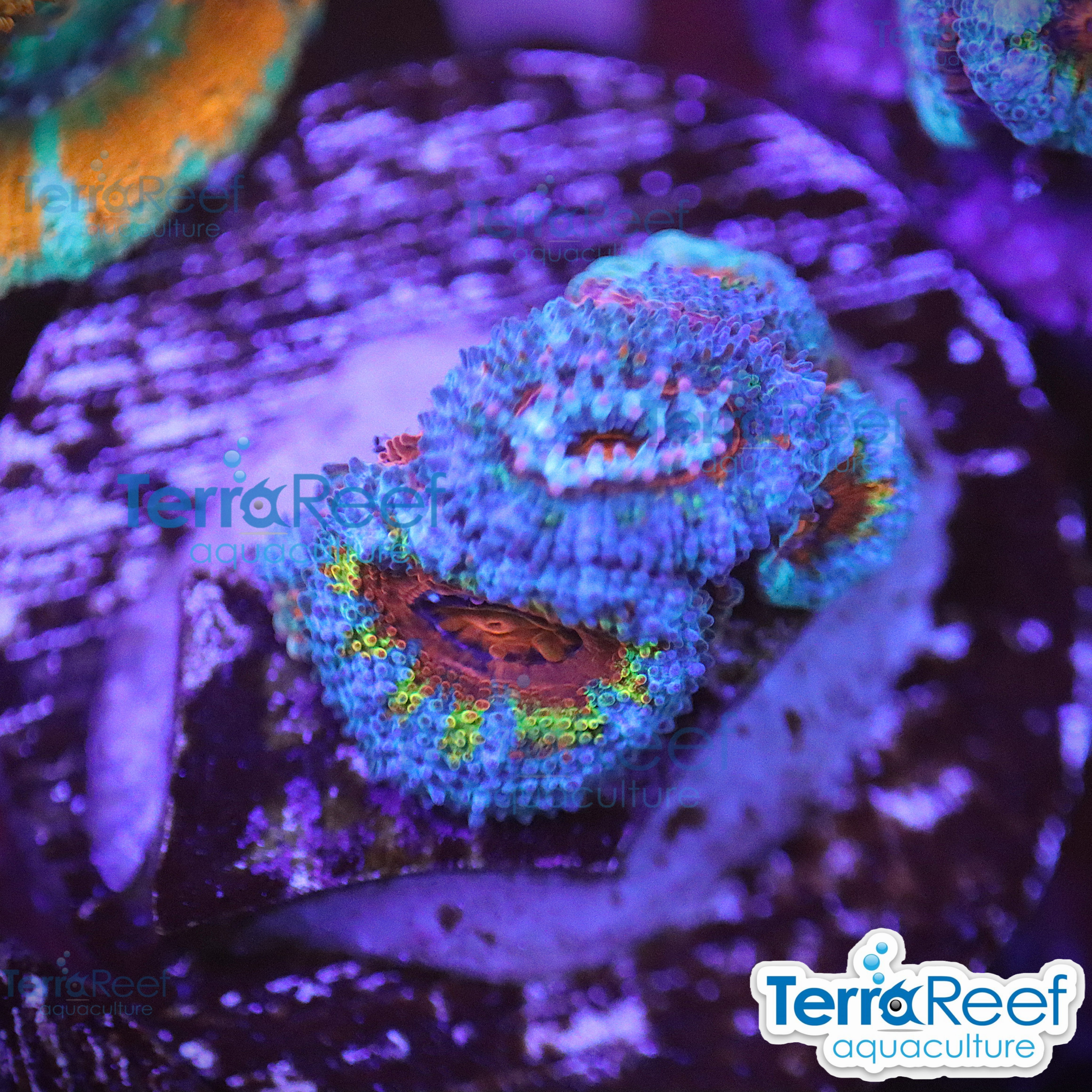 Rainbow Red Micromussa "Acan lord" Frag WYSIWYG Frag 45MidLeft