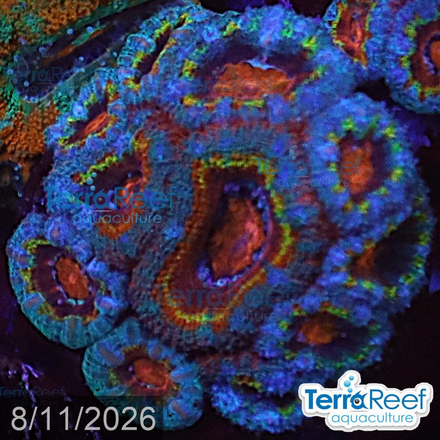 Rainbow Red Micromussa "Acan lord" Frag WYSIWYG Frag 47MidLeft