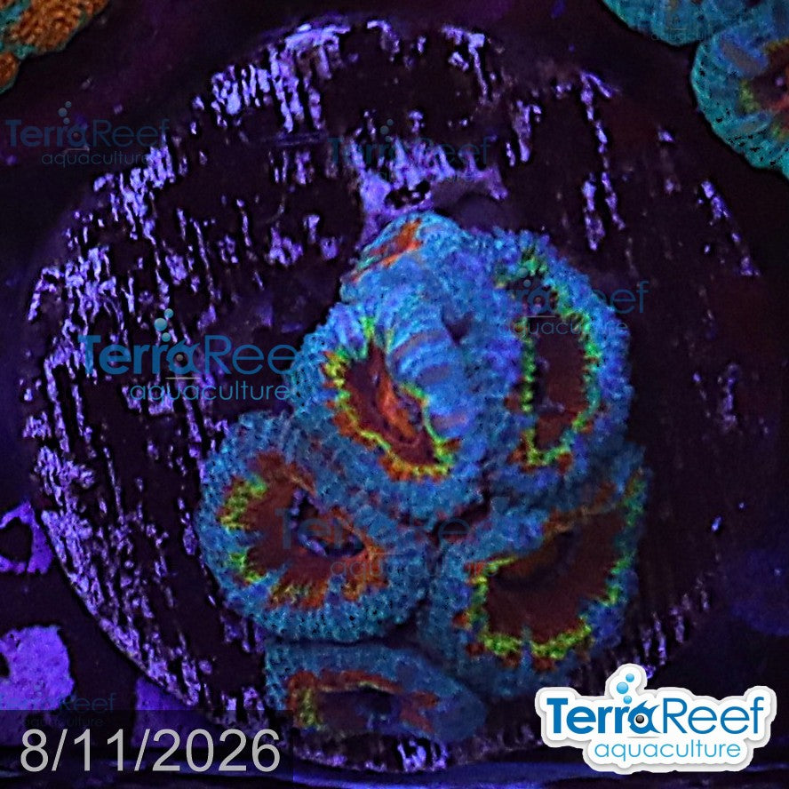 Rainbow Red Micromussa "Acan lord" Frag WYSIWYG Frag 48Left