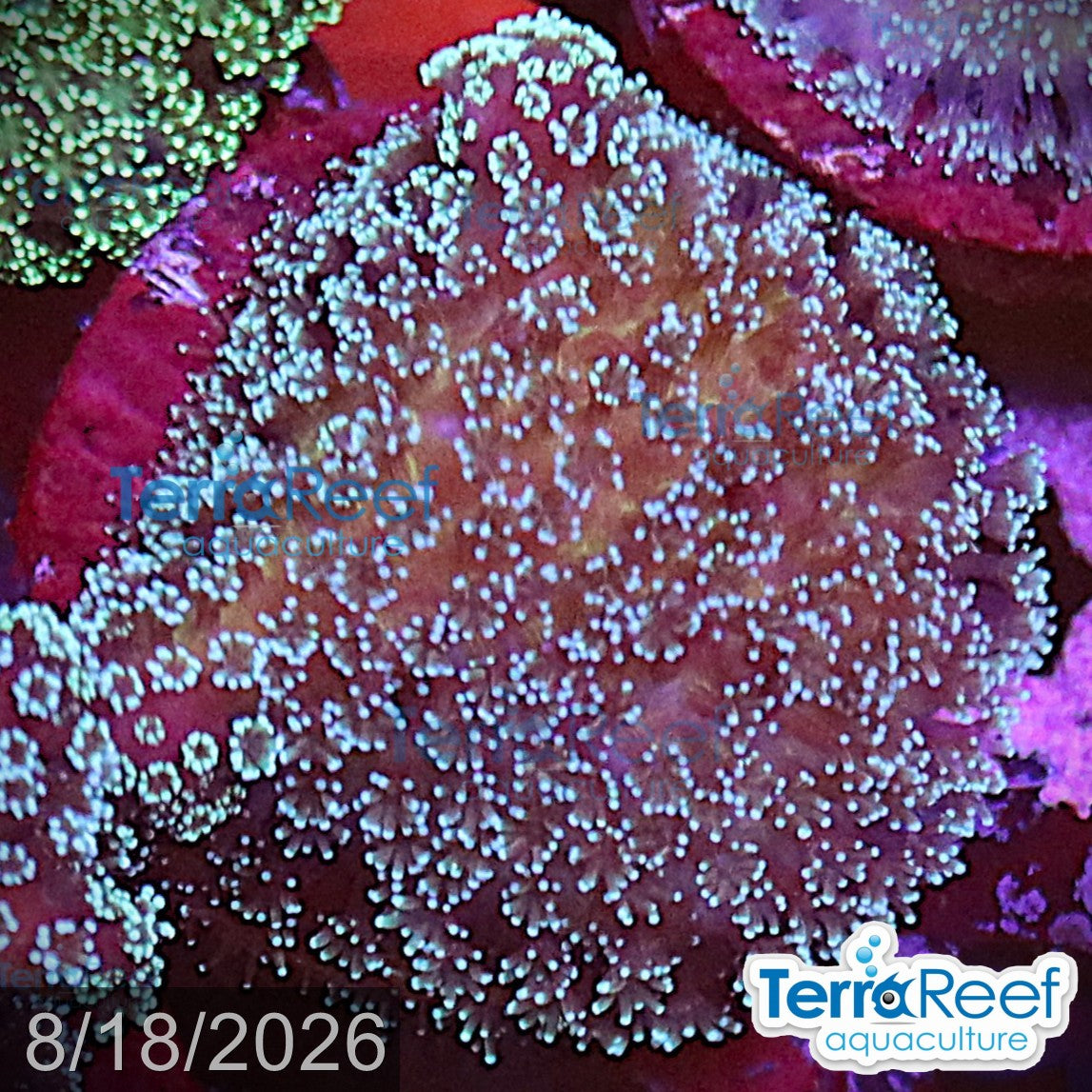 Stylophora "Stylo" WYSIWYG Frag 4MidRight