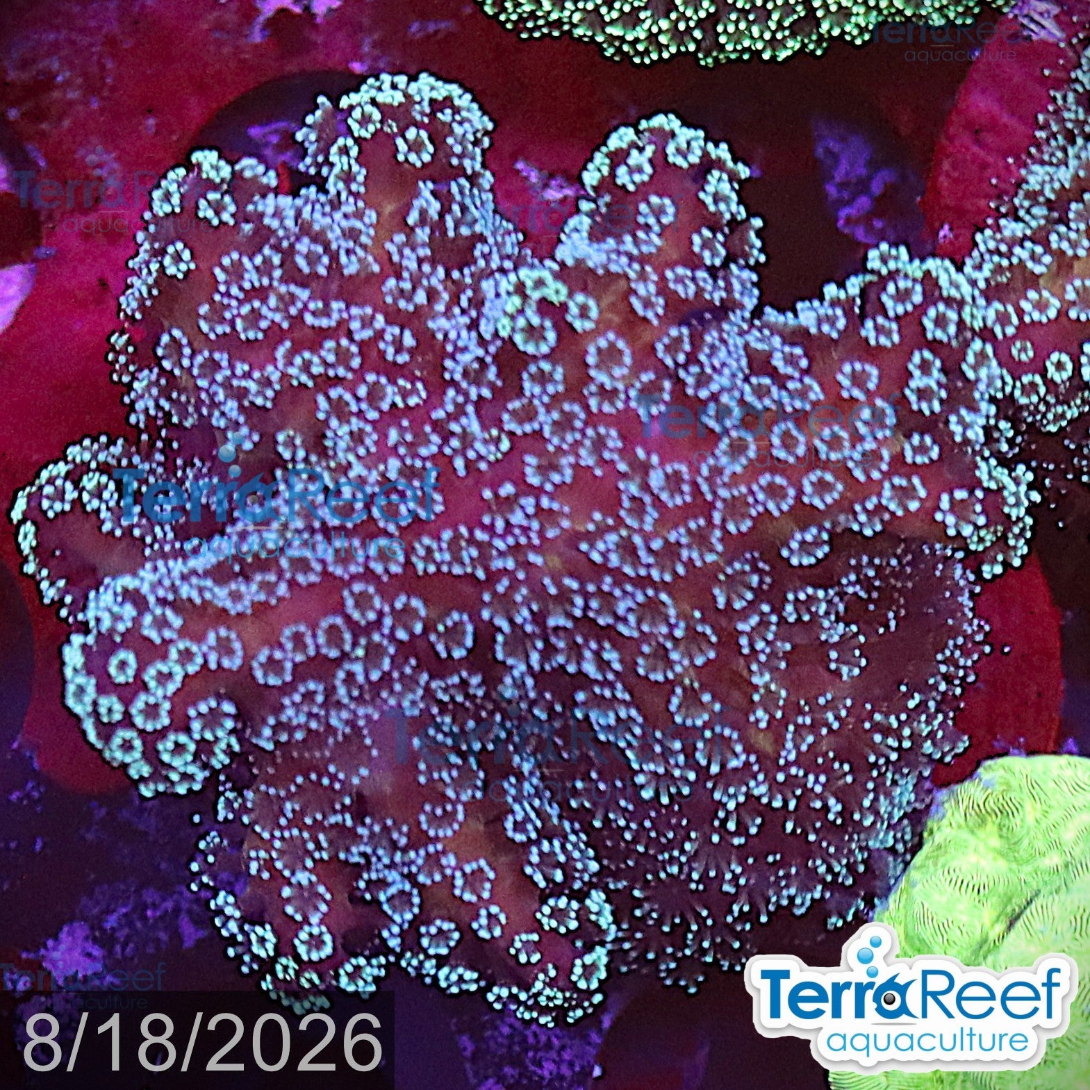 Stylophora "Stylo" WYSIWYG Frag 4MidLeft