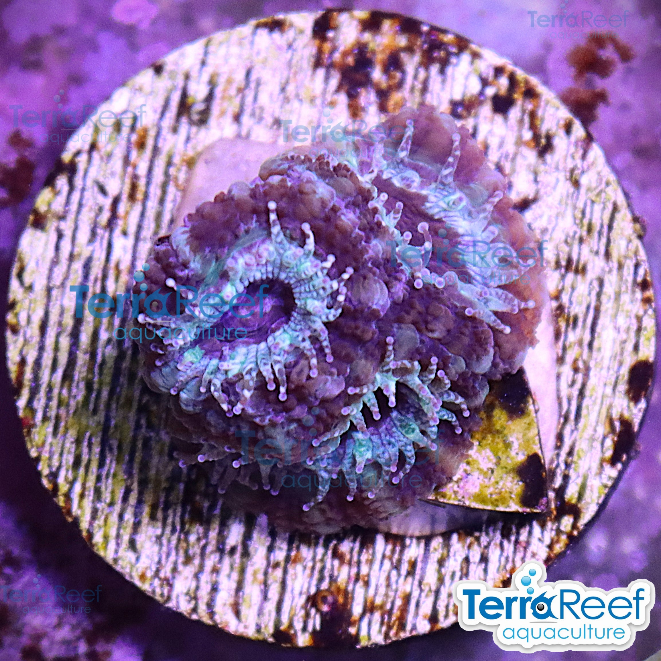Teal Micromussa "Acan lord" WYSIWYG Frag 29