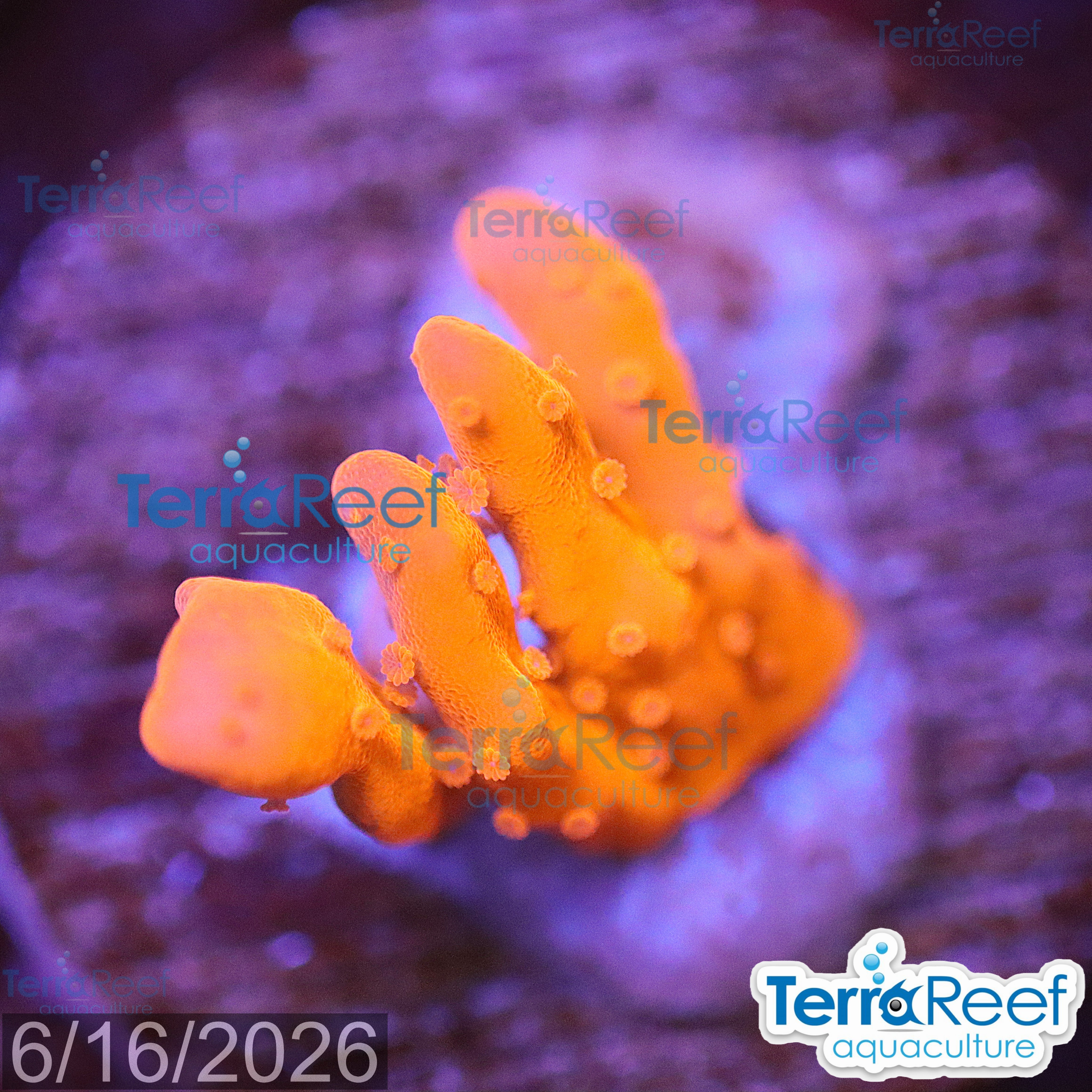 Montipora setosa Coral WYSIWYG Frag 42