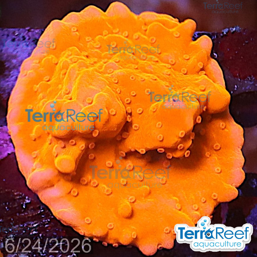 Montipora setosa Coral WYSIWYG Frag 44Right
